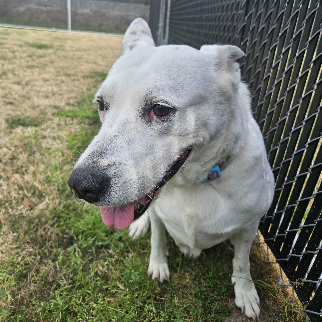 Enlarge Nelly, a Adoptable Shepherd in Beaumont, TX image 4/6