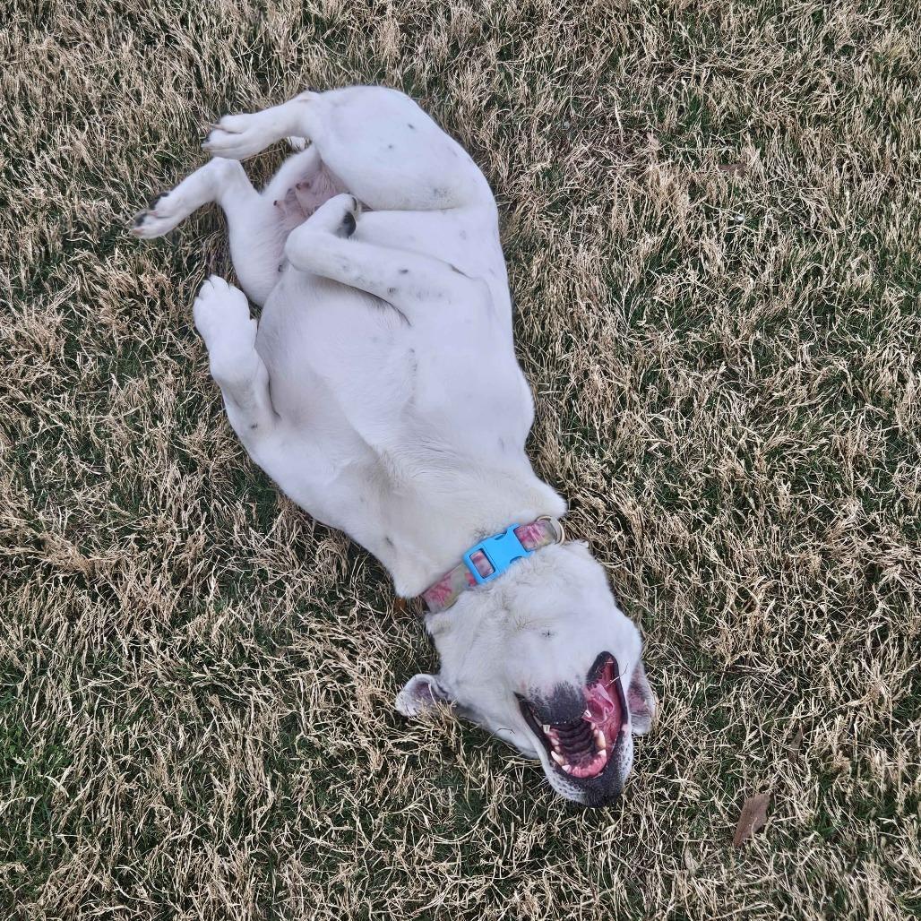 Enlarge Nelly, a Adoptable Shepherd in Beaumont, TX image 6/6