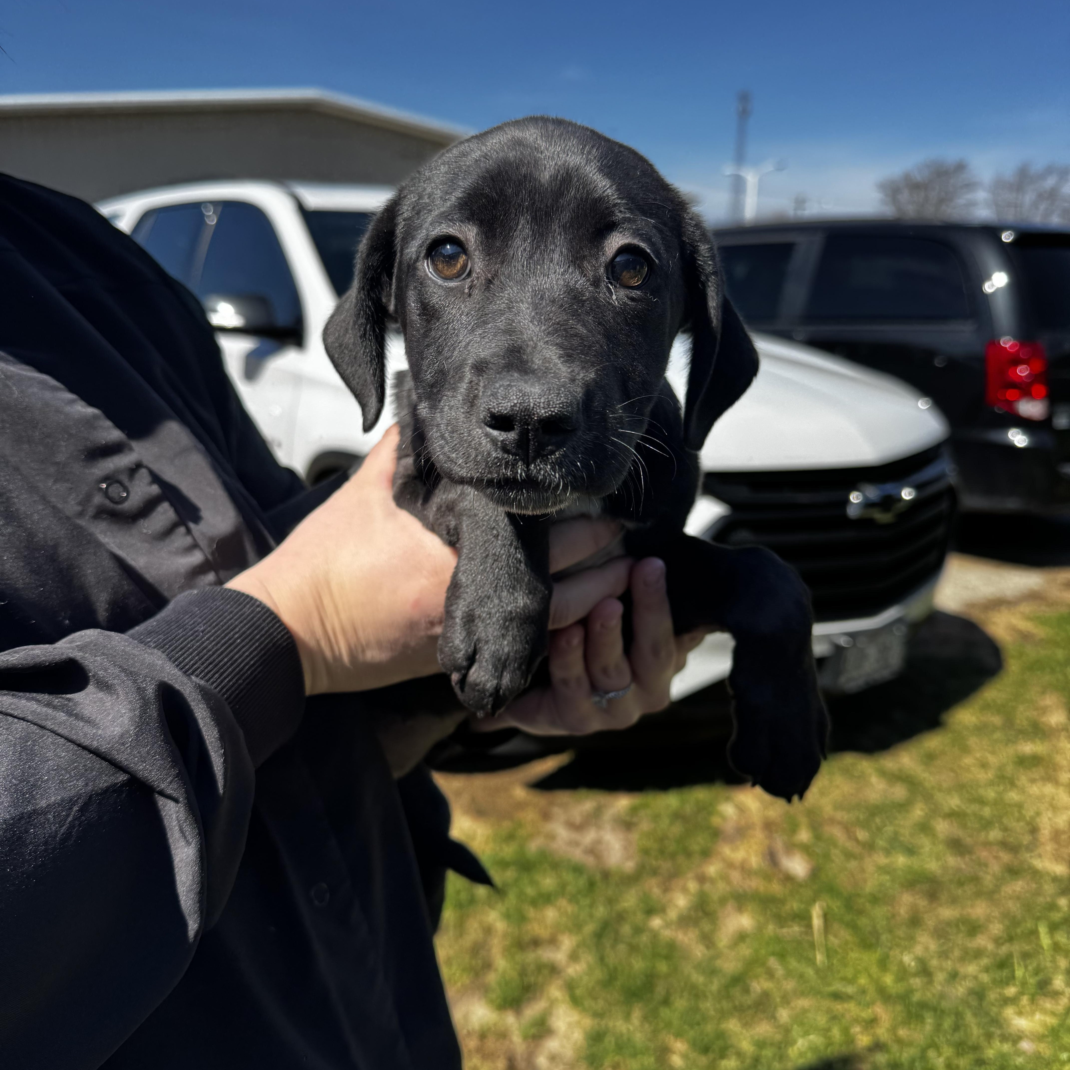 Enlarge Abby, a ADOPTABLE Hound in Dodgeville, WI image 1/2