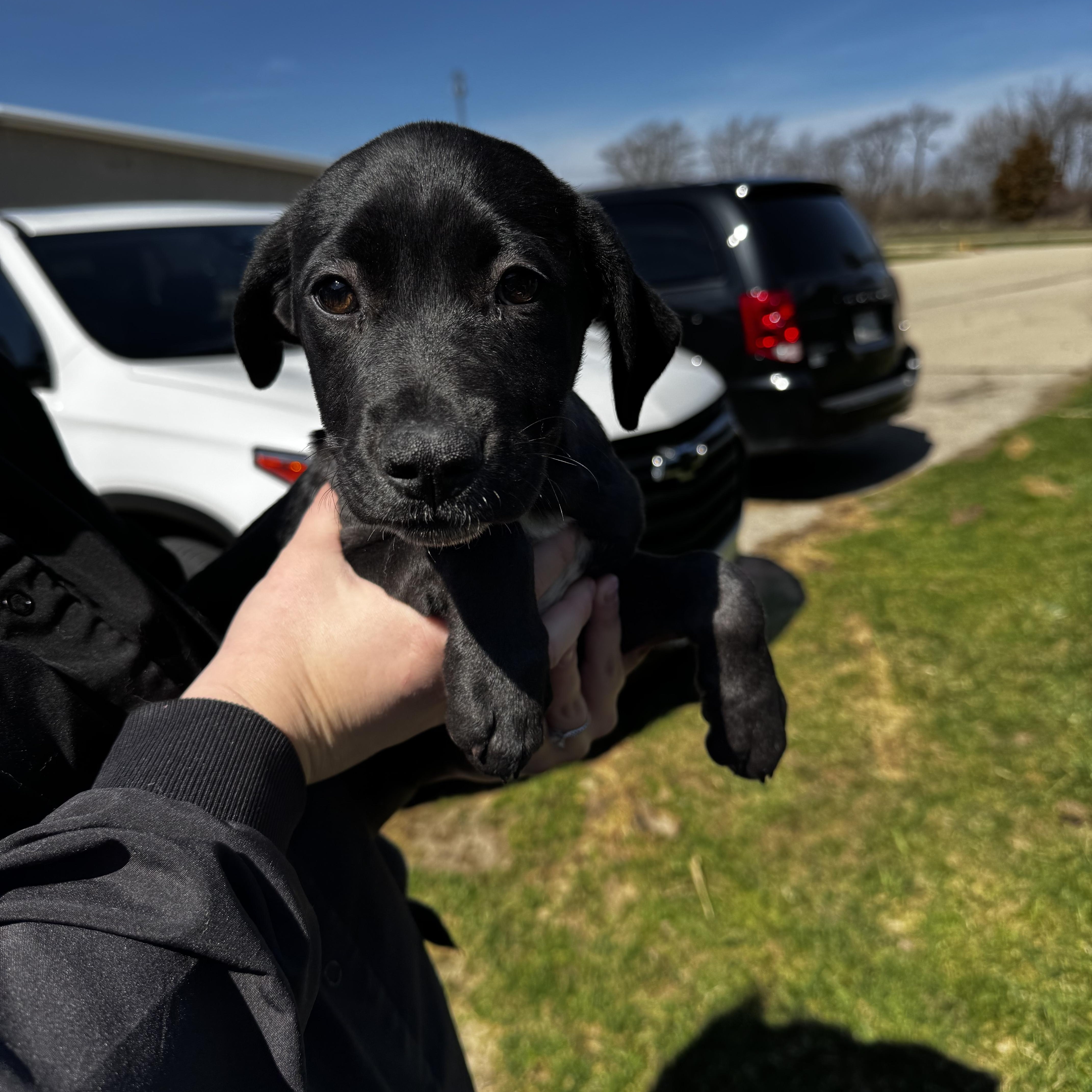 Enlarge Abby, a ADOPTABLE Hound in Dodgeville, WI image 2/2