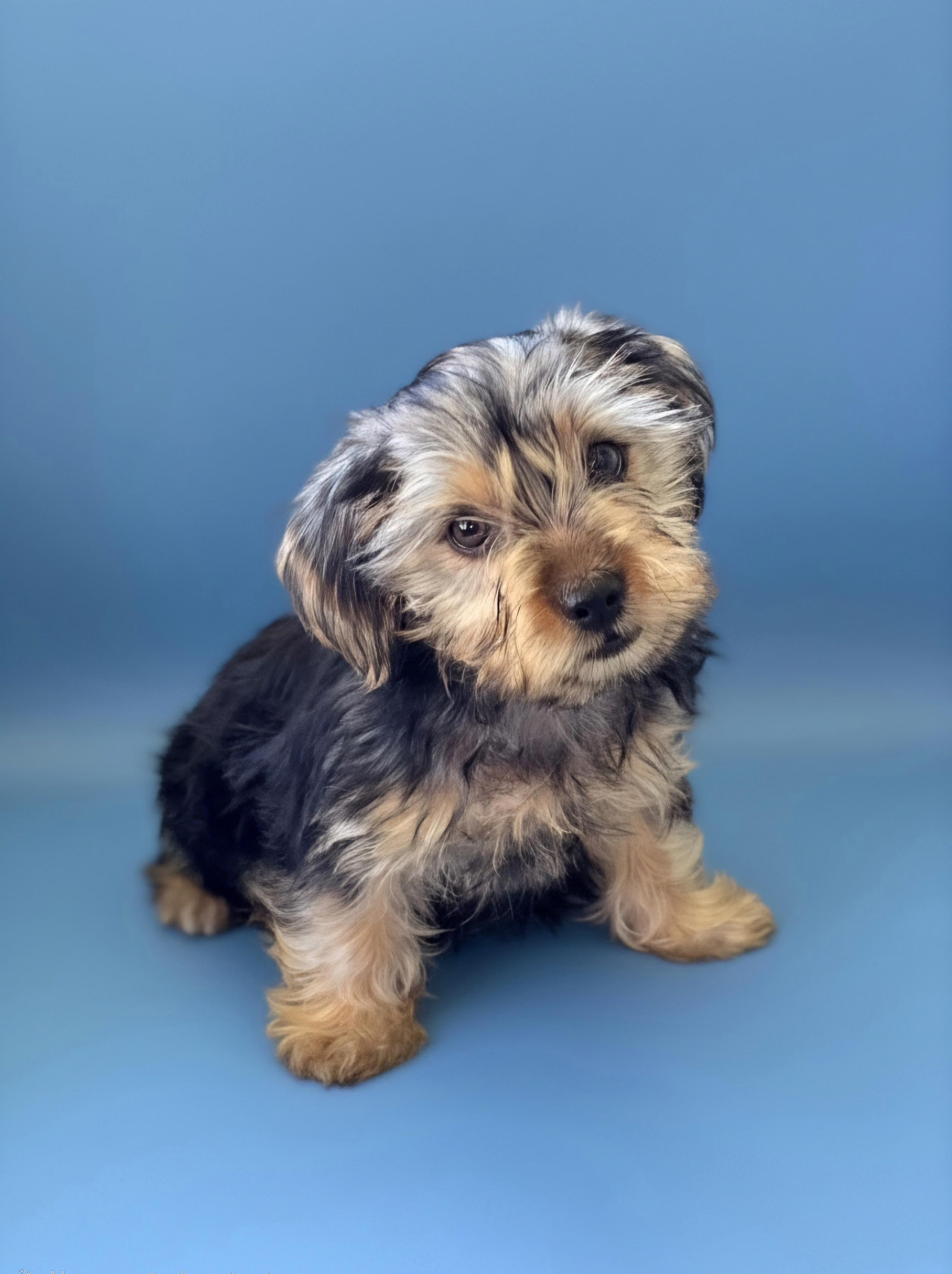 Enlarge Shaggy, an adopted Yorkshire Terrier in San Pedro, CA image 3/6