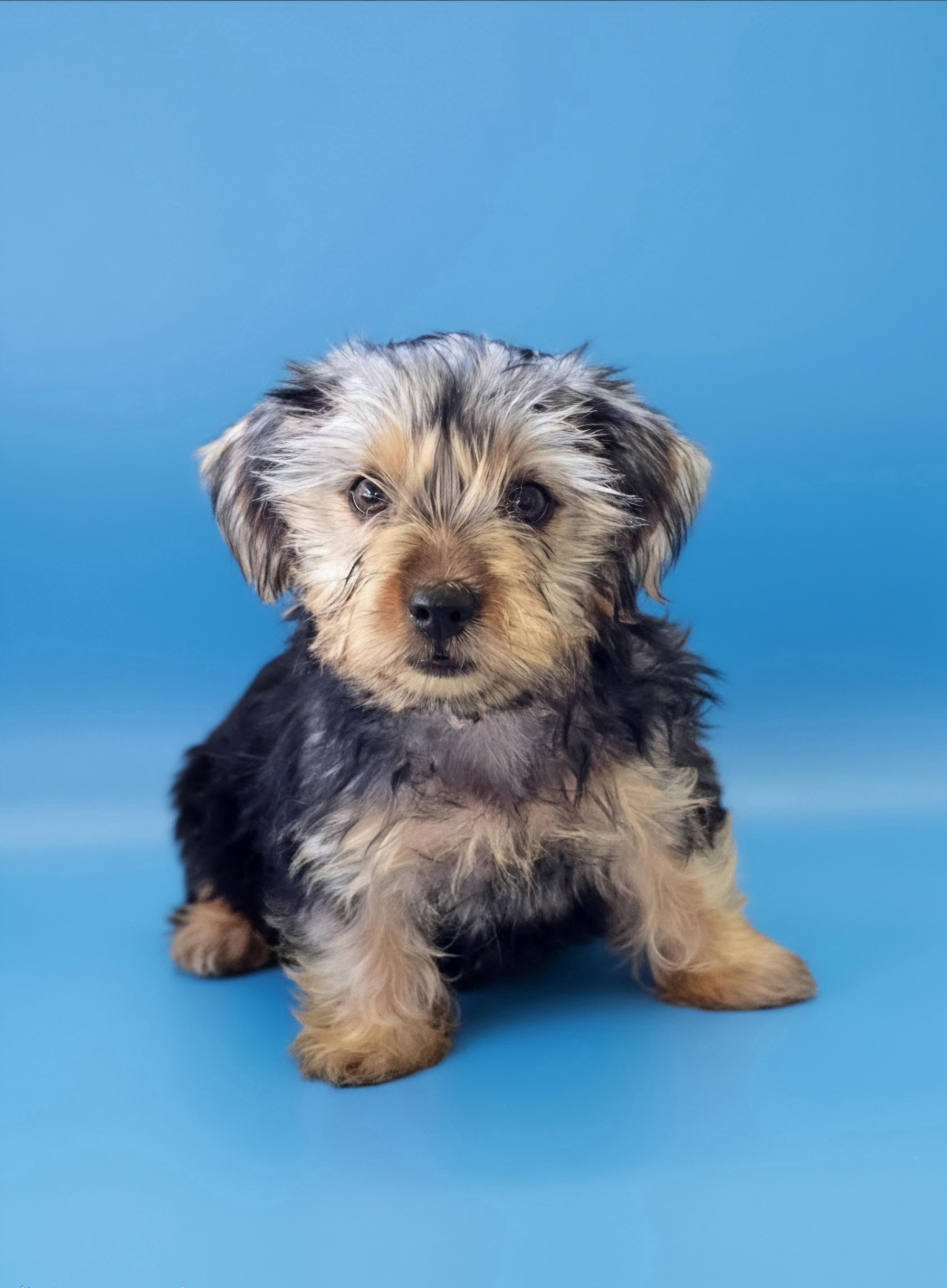 Enlarge Shaggy, an adopted Yorkshire Terrier in San Pedro, CA image 2/6