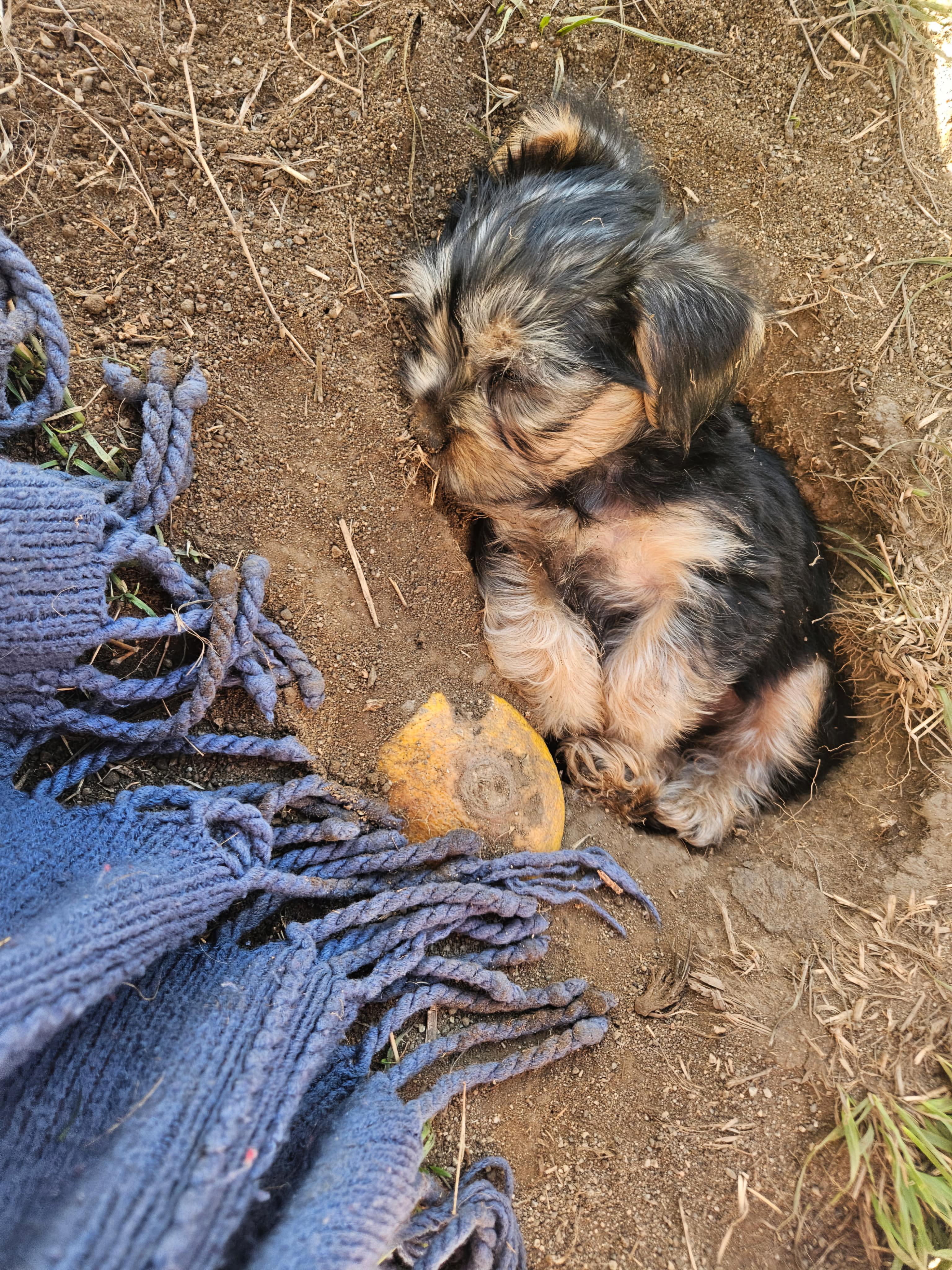 Enlarge Shaggy, an adopted Yorkshire Terrier in San Pedro, CA image 6/6