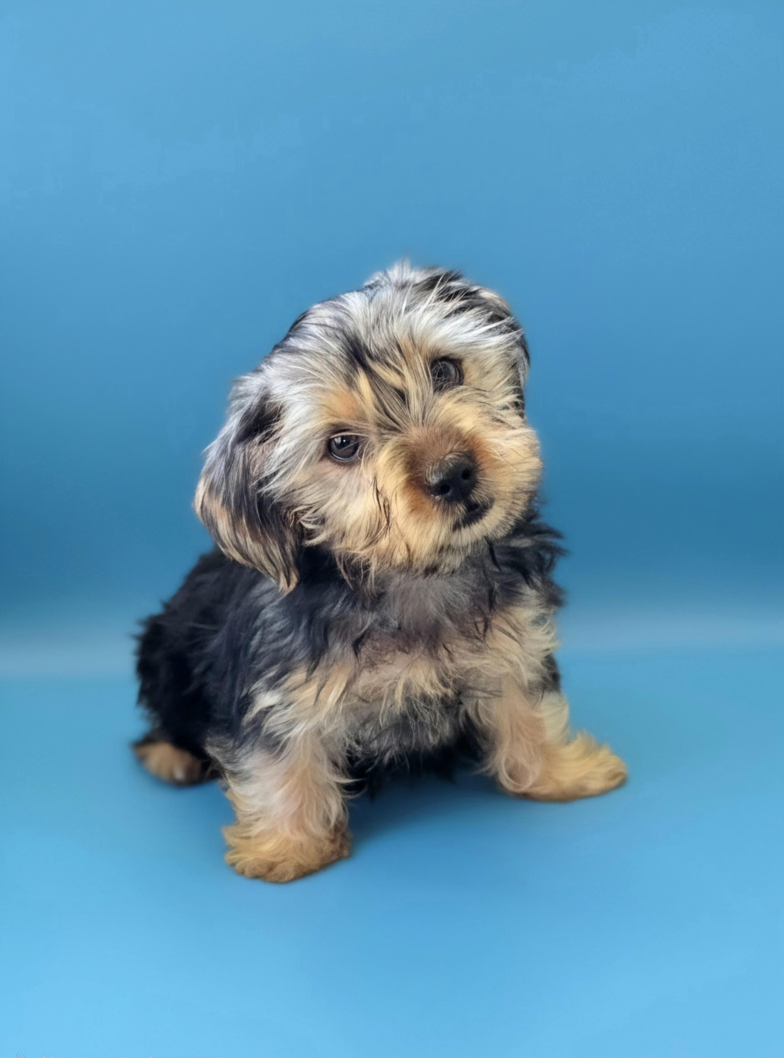 Enlarge Shaggy, an adopted Yorkshire Terrier in San Pedro, CA image 4/6