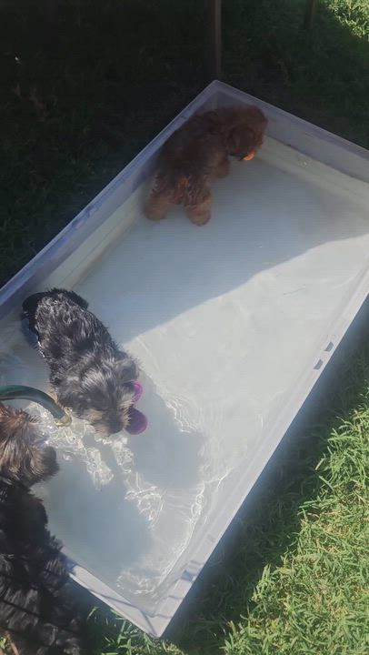 Enlarge Shaggy, an adopted Yorkshire Terrier in San Pedro, CA video 5/6