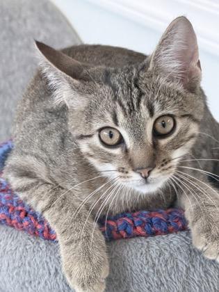 Dustin, Adoptable, Kitten Male Domestic Short Hair & Domestic Short Hair.