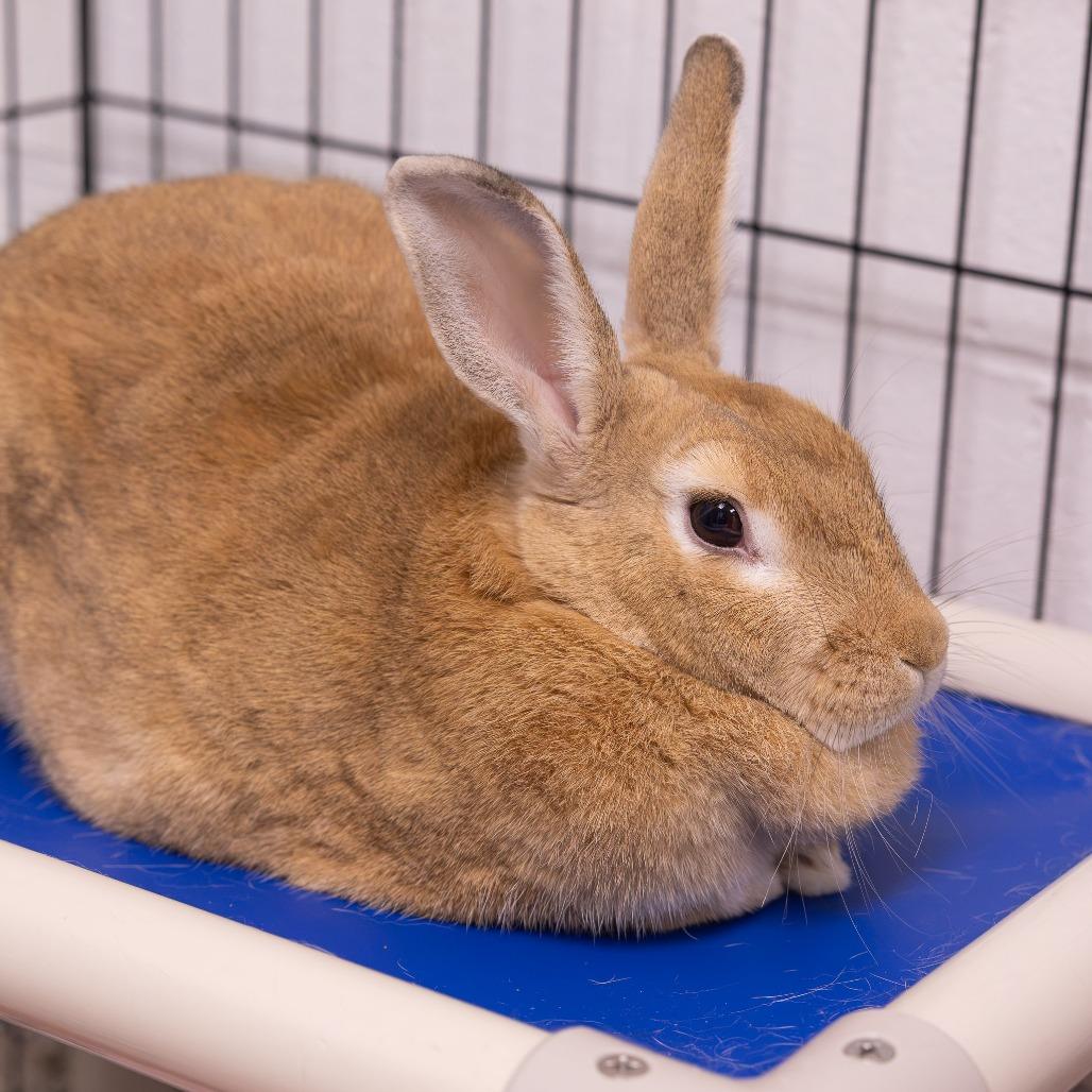 Byron, Adoptable, Adult Female New Zealand.