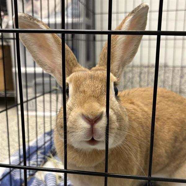 Enlarge Byron, a Adoptable New Zealand in Mentor, OH image 2/2
