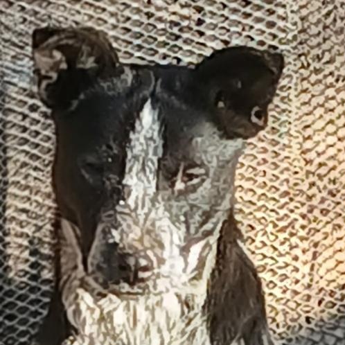meet "Cooper", Adoptable, Young Male Australian Cattle Dog / Blue Heeler & Australian Shepherd.