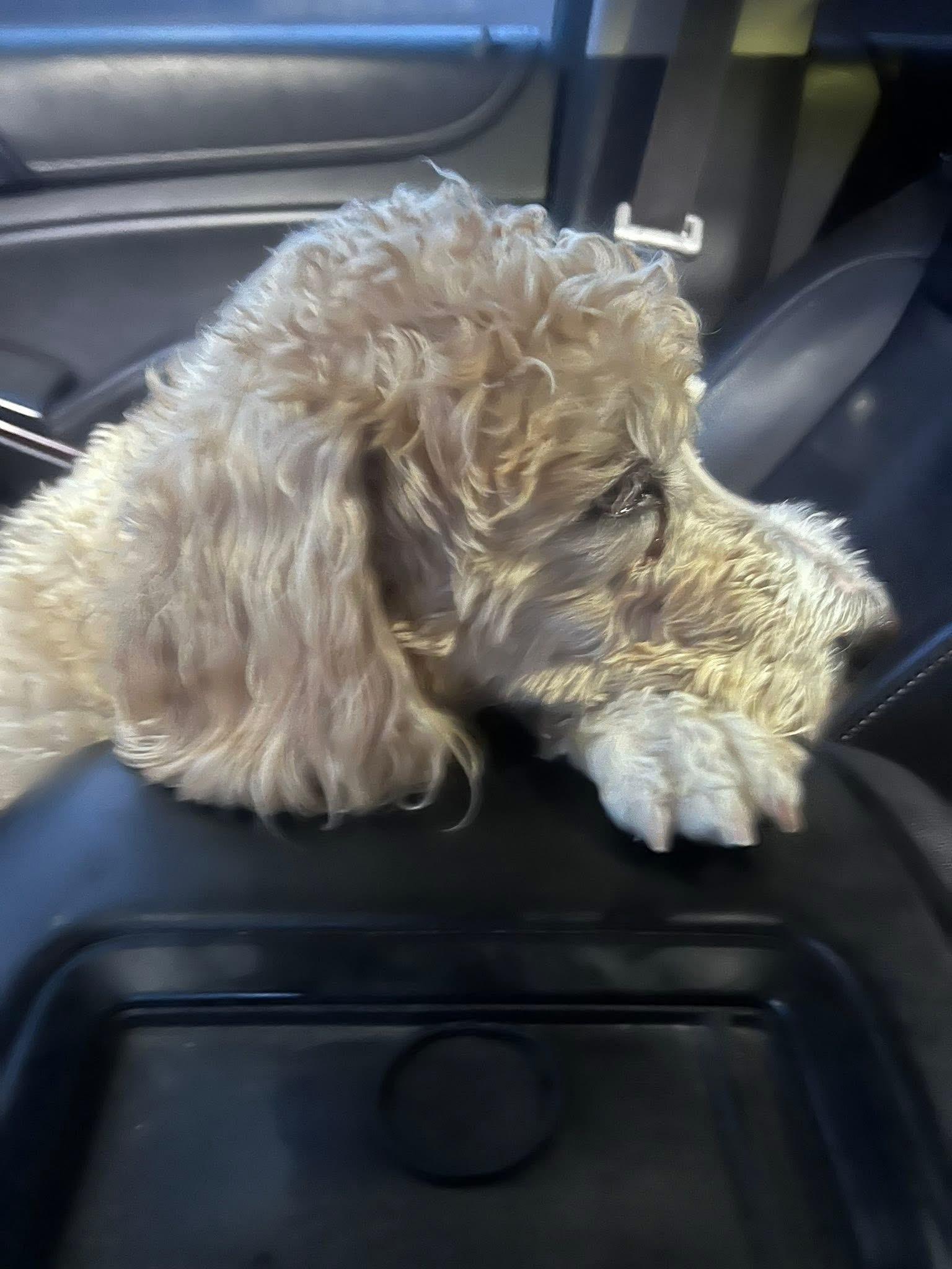 Charlie , an adopted Labradoodle in Saginaw, MI image 3/3