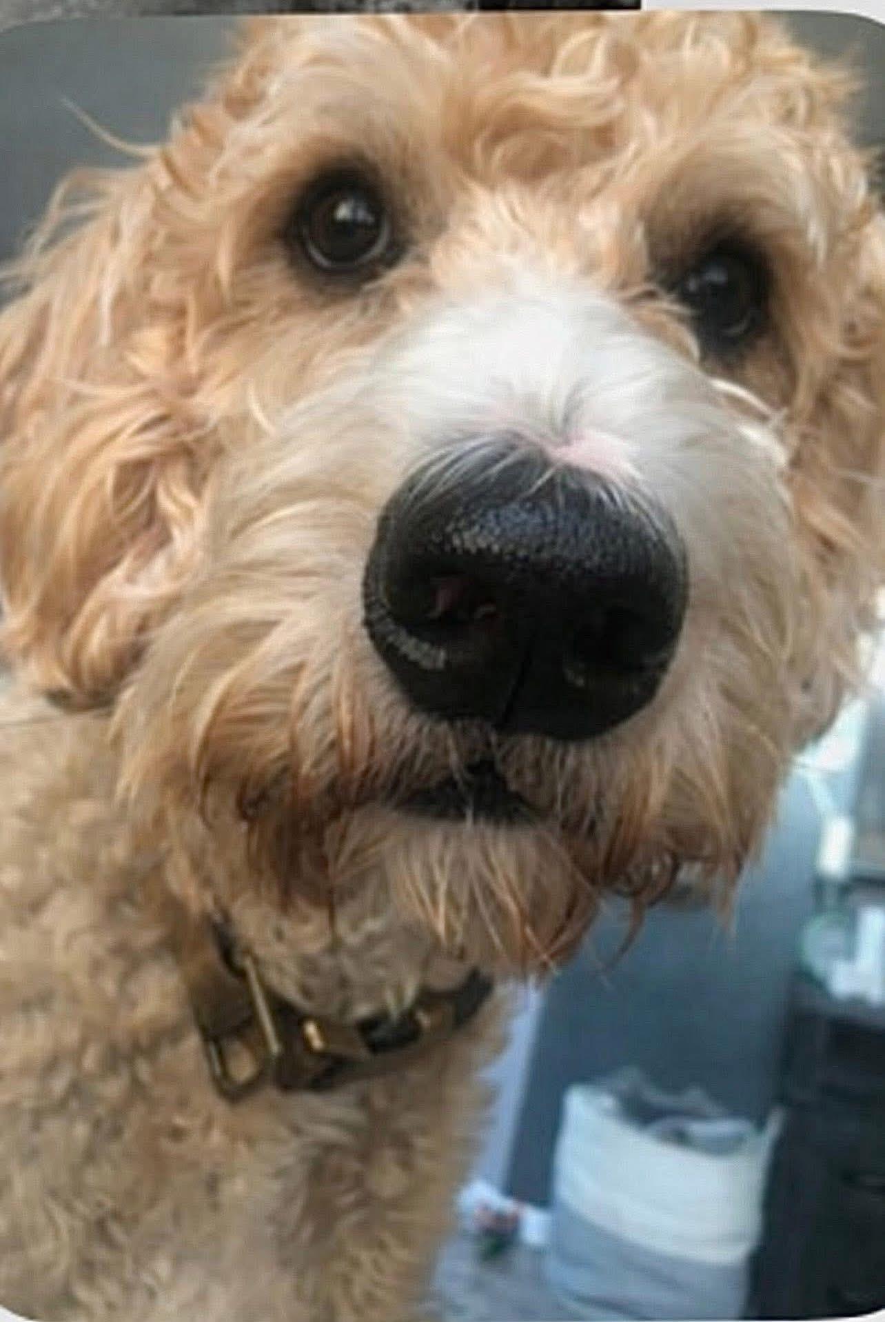 Charlie , an adopted Labradoodle in Saginaw, MI image 2/3