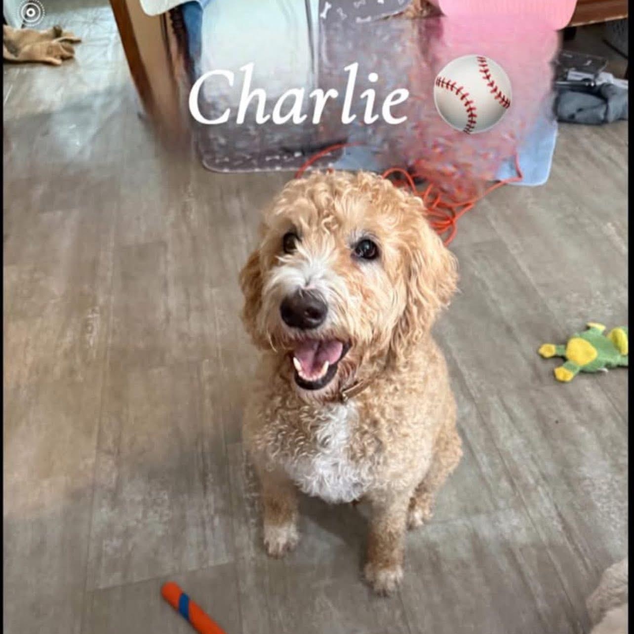 Charlie , adopted, Young Male Labradoodle.