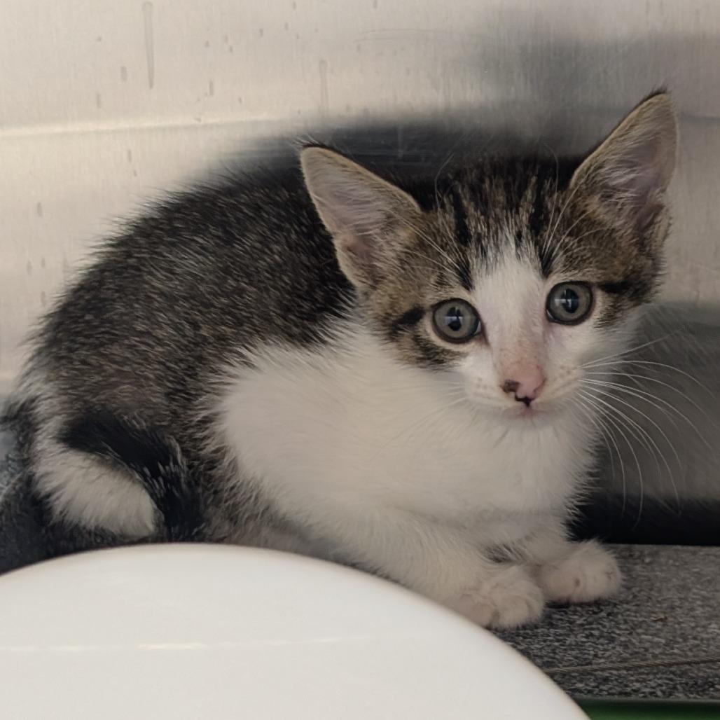 Tarzan, Adoptable, Kitten Male Domestic Short Hair.
