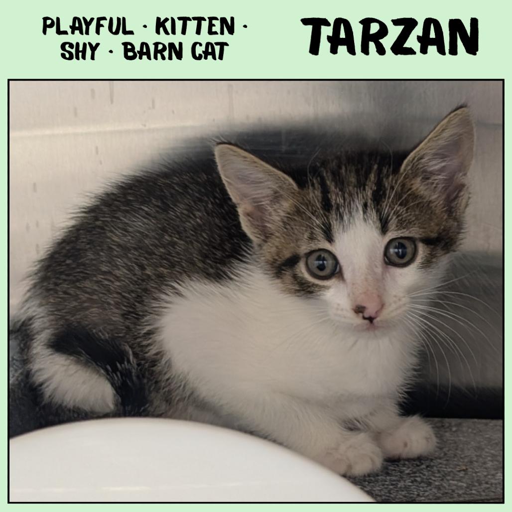 Tarzan, a Adoptable Domestic Short Hair in Emporia, KS image 2/3