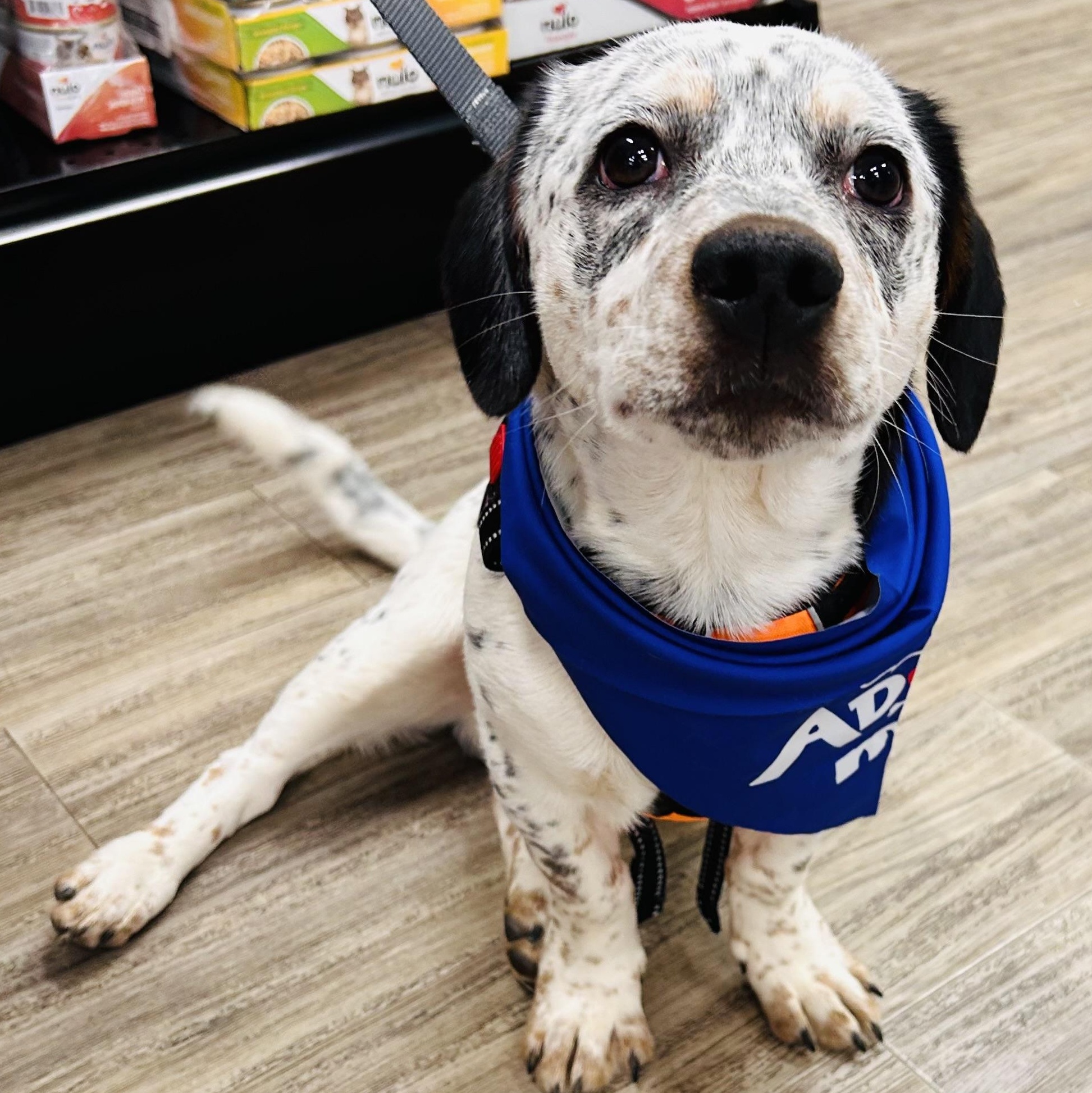 Enlarge Rocky, a Adoptable mixed breed in Salem, OR image 1/5