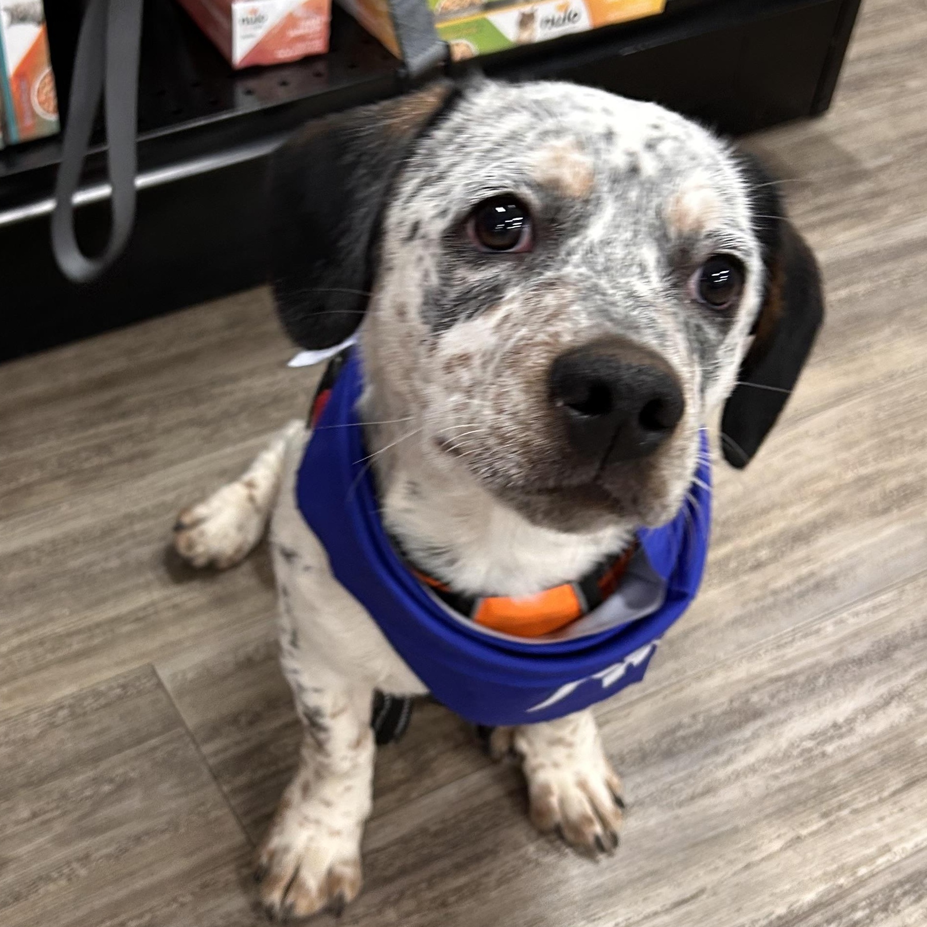 Enlarge Rocky, a Adoptable mixed breed in Salem, OR image 2/5