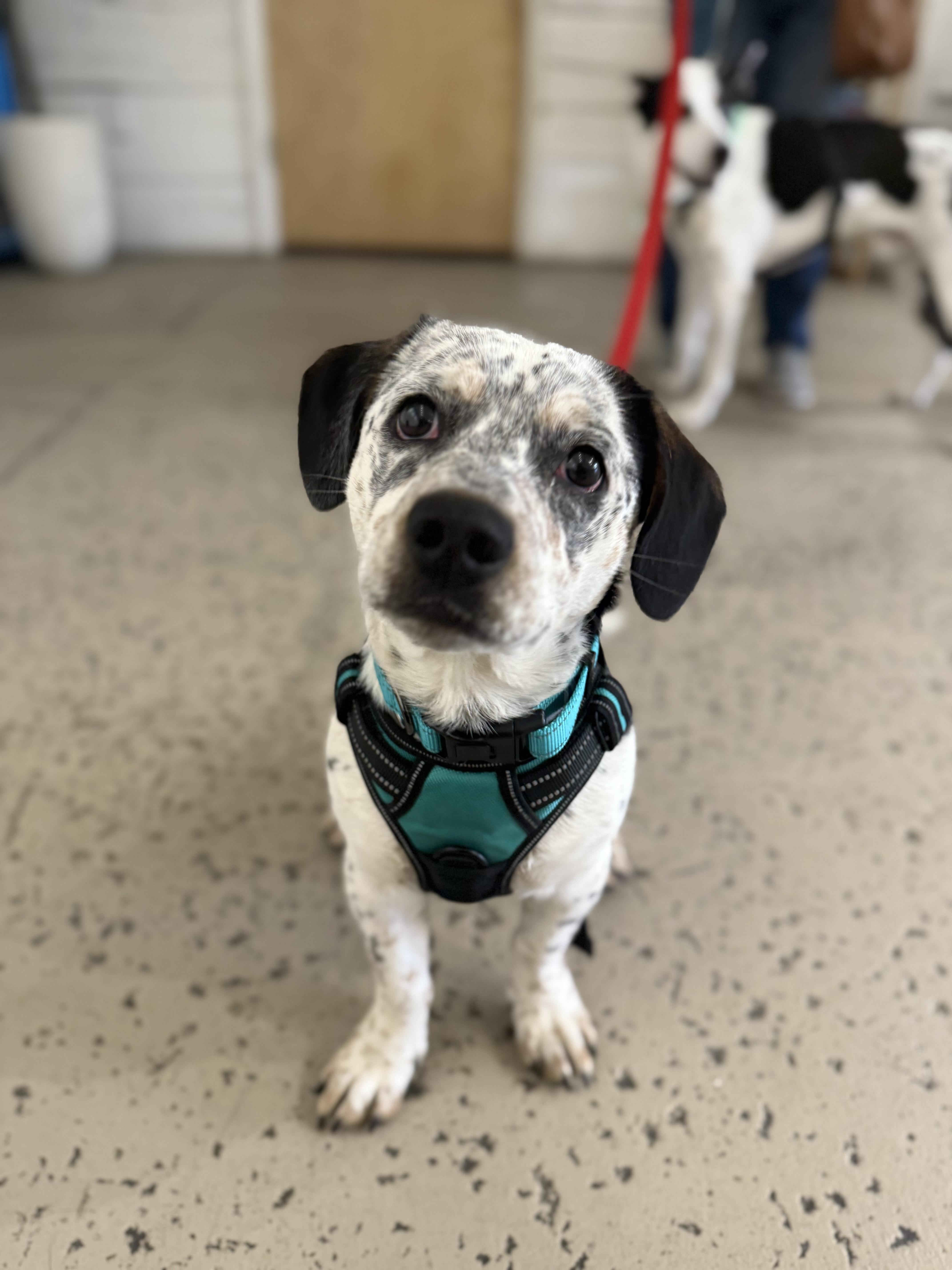 Enlarge Rocky, a Adoptable mixed breed in Salem, OR image 4/5