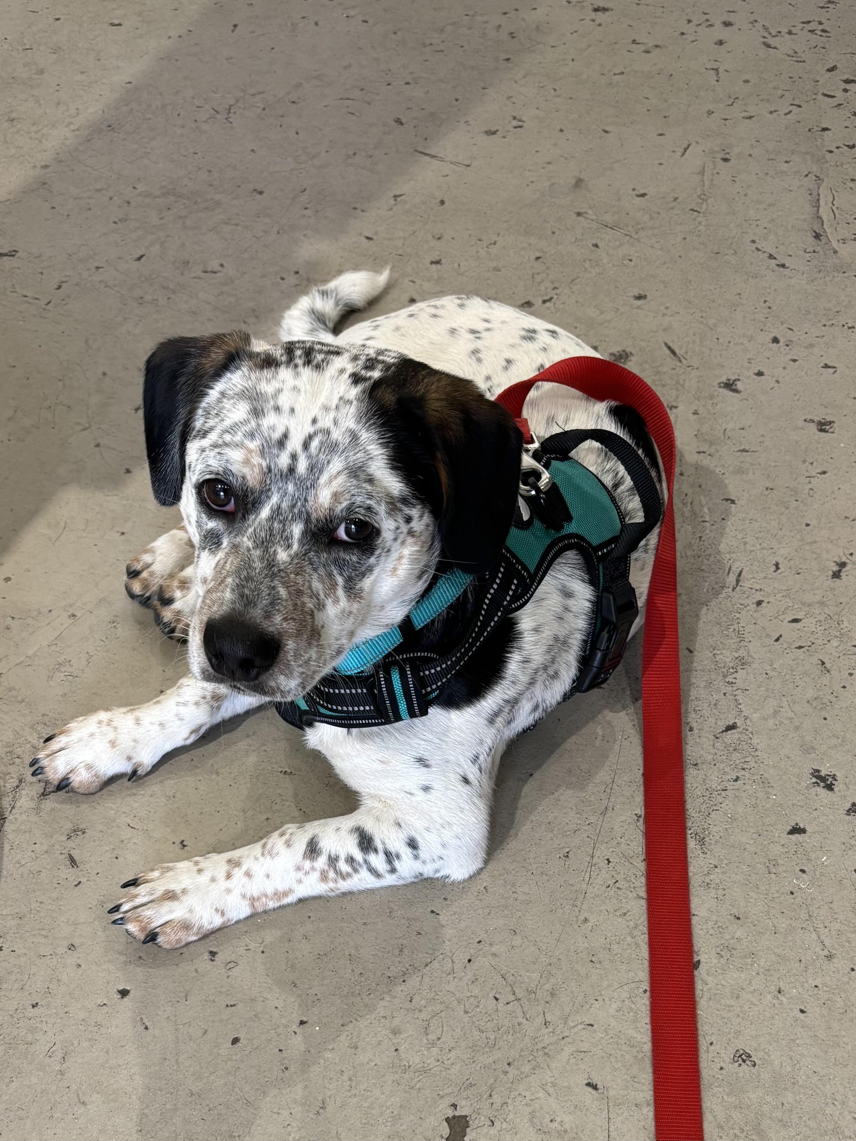Enlarge Rocky, a Adoptable mixed breed in Salem, OR image 5/5