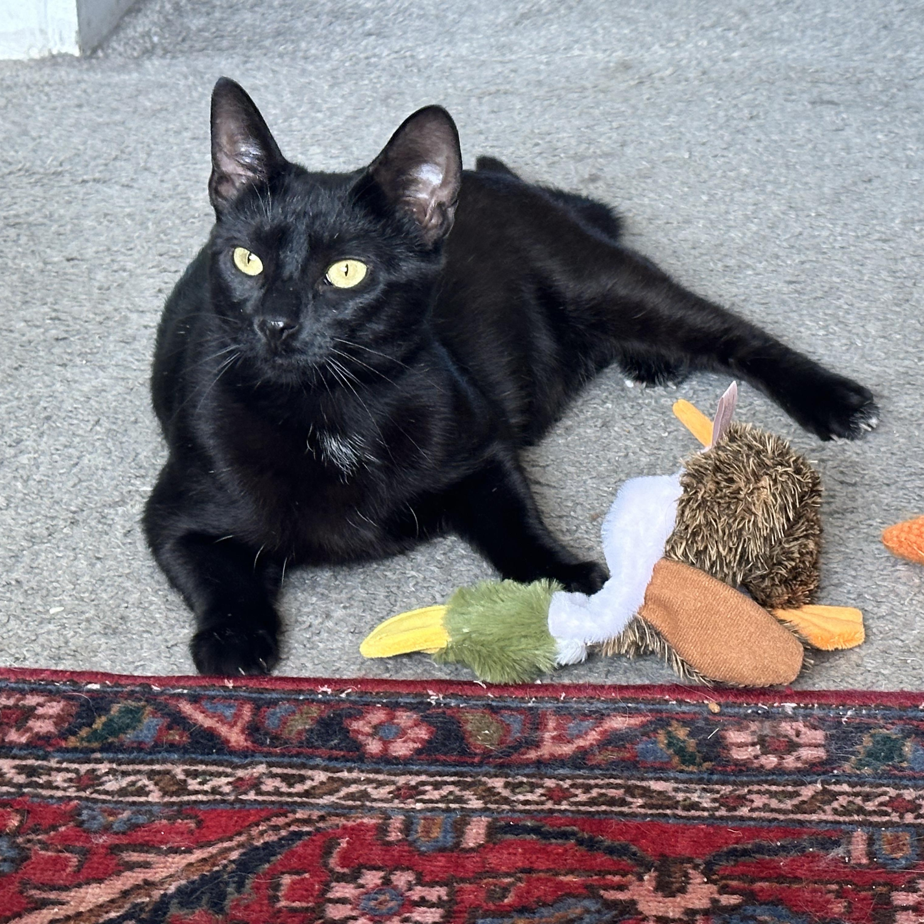 Banshee, Adoptable, Young Female Domestic Short Hair.