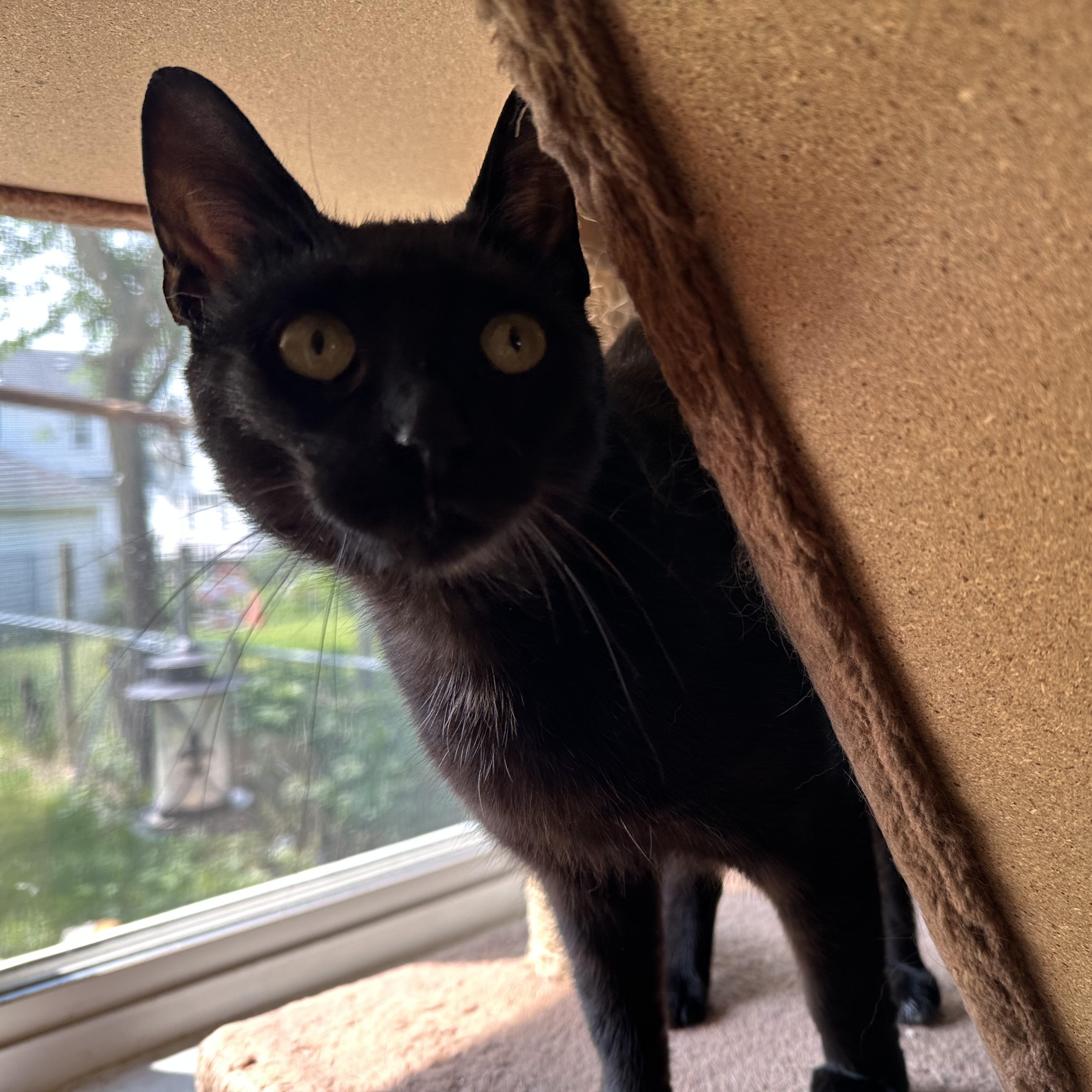Banshee, a Adoptable Domestic Short Hair in Detroit, MI image 1/5