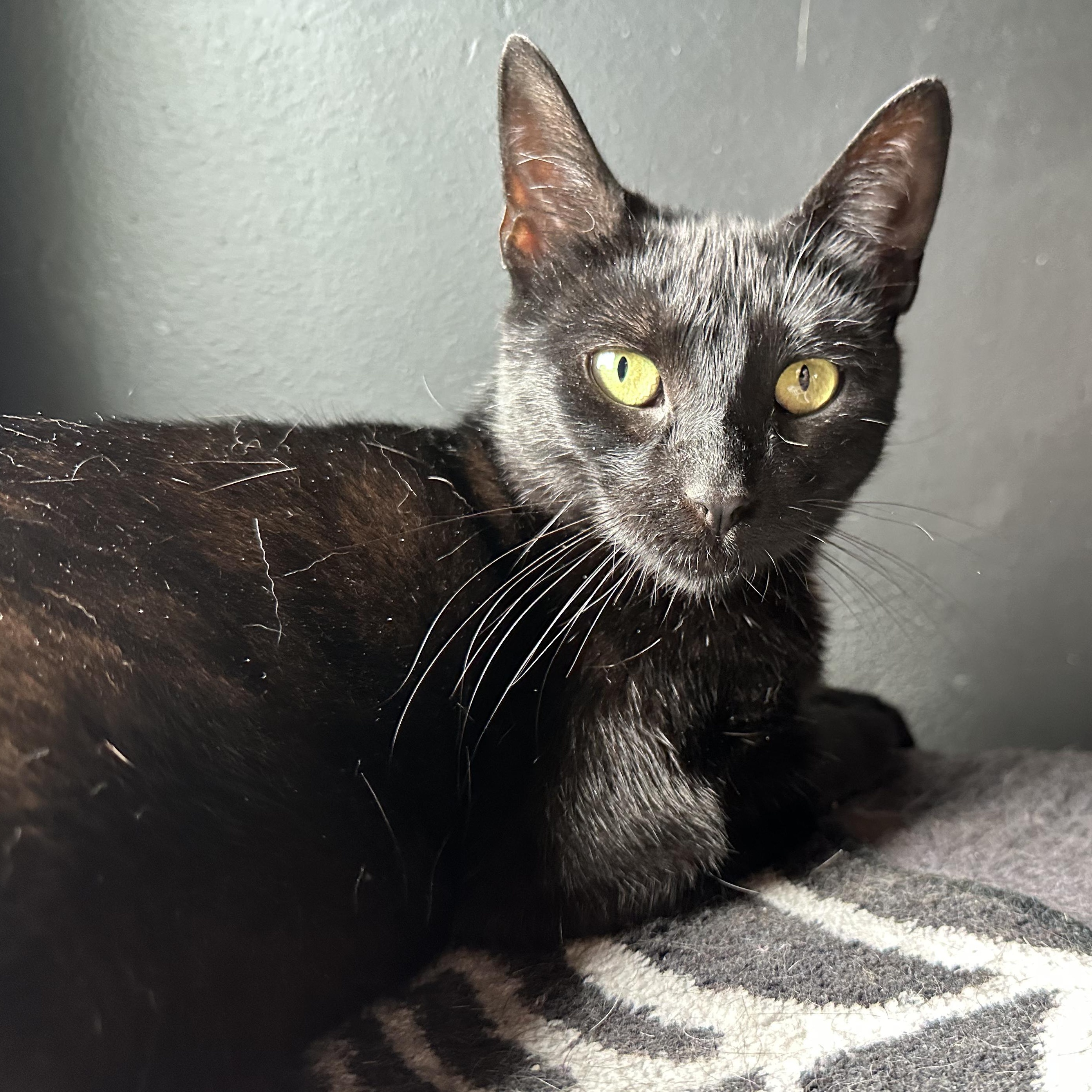 Banshee, a Adoptable Domestic Short Hair in Detroit, MI image 3/5