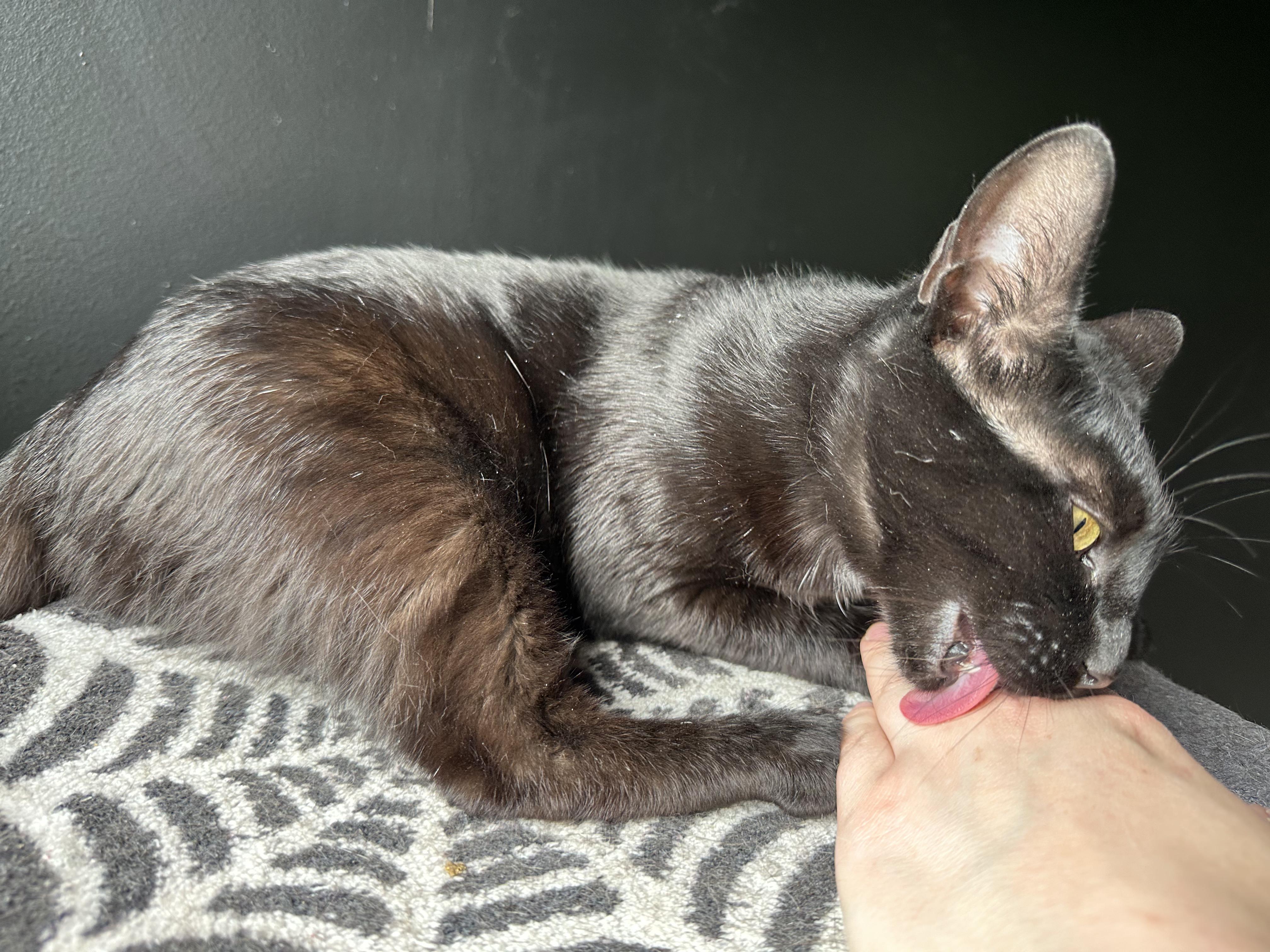 Banshee, a Adoptable Domestic Short Hair in Detroit, MI image 4/5