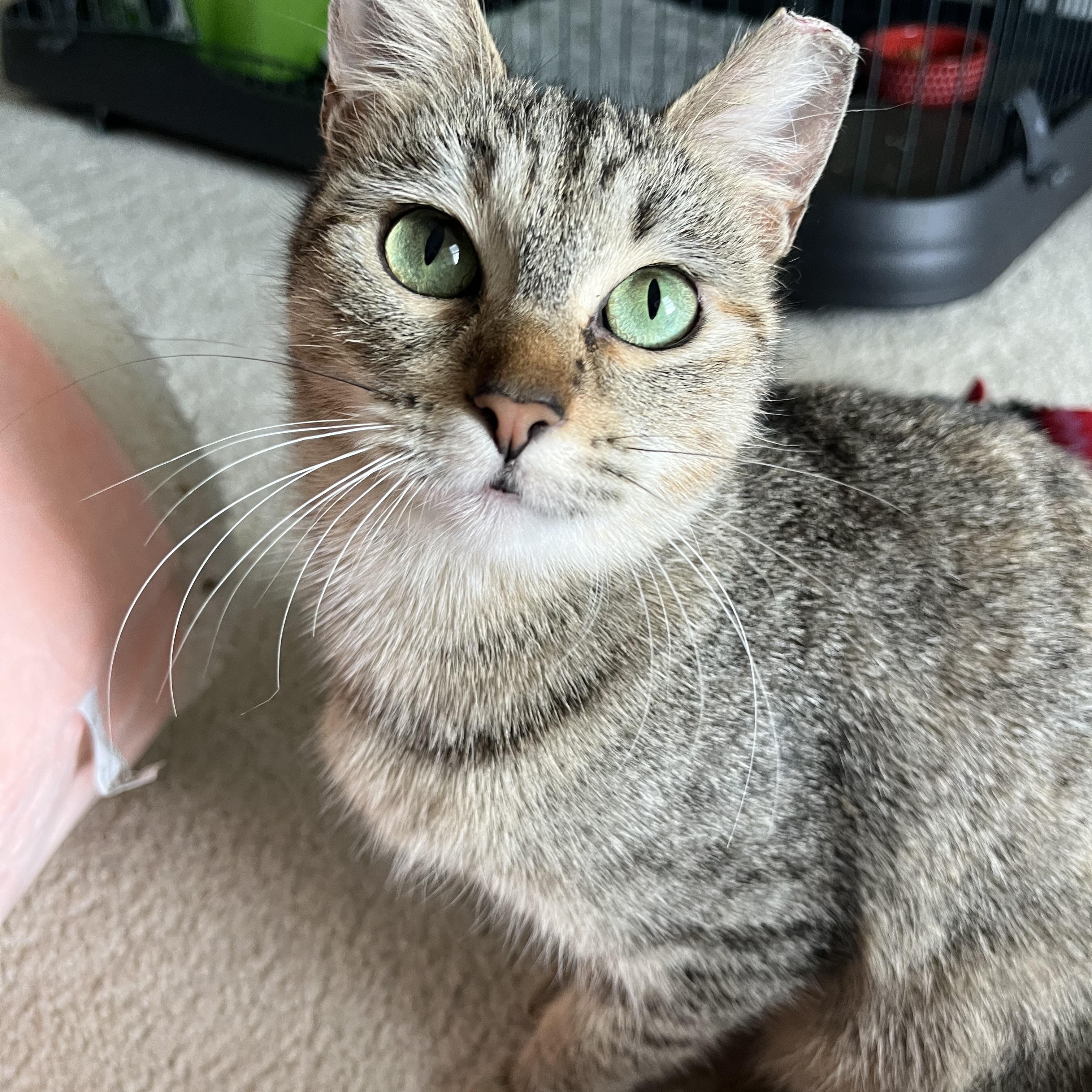 Sanka, adoptable, Young Female Domestic Short Hair.