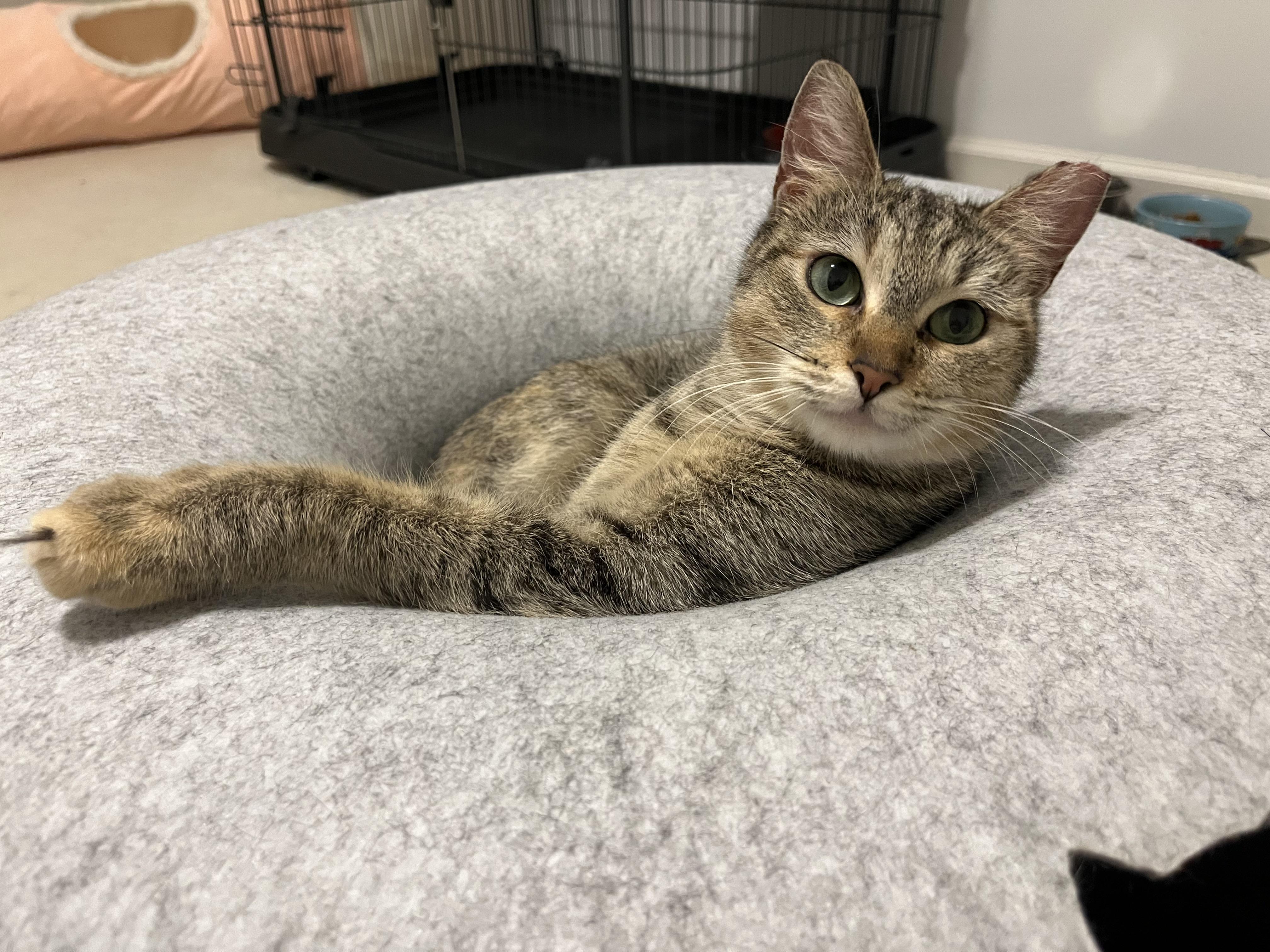 Enlarge Sanka, an adoptable Domestic Short Hair in Duluth, GA image 2/5