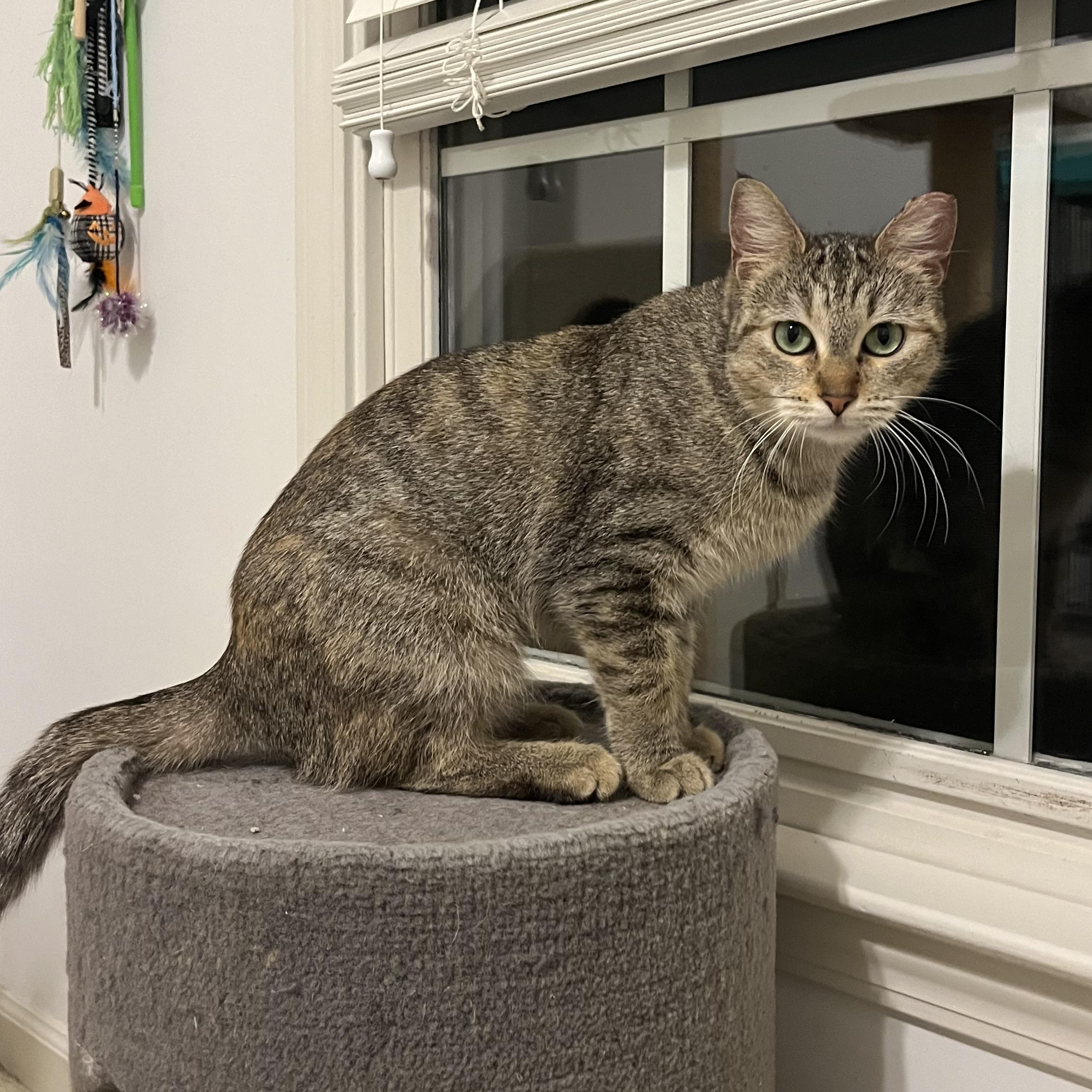 Enlarge Sanka, an adoptable Domestic Short Hair in Duluth, GA image 4/5