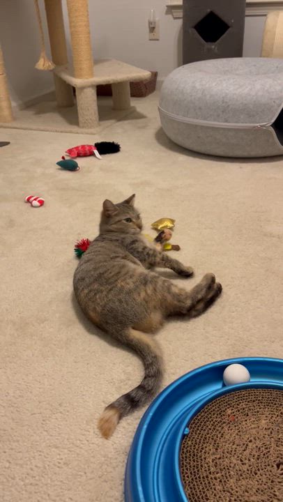 Enlarge Sanka, an adoptable Domestic Short Hair in Duluth, GA video 3/5