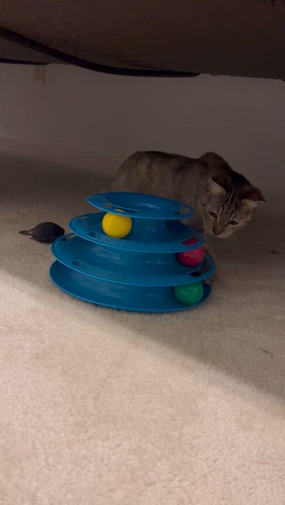 Enlarge Sanka, an adoptable Domestic Short Hair in Duluth, GA video 5/5