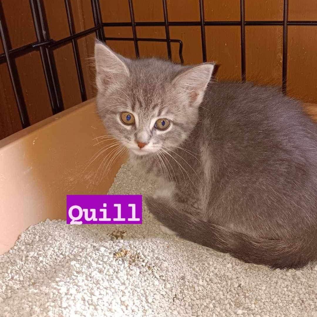 Baby Quill, Adoptable, Kitten Female Tabby.