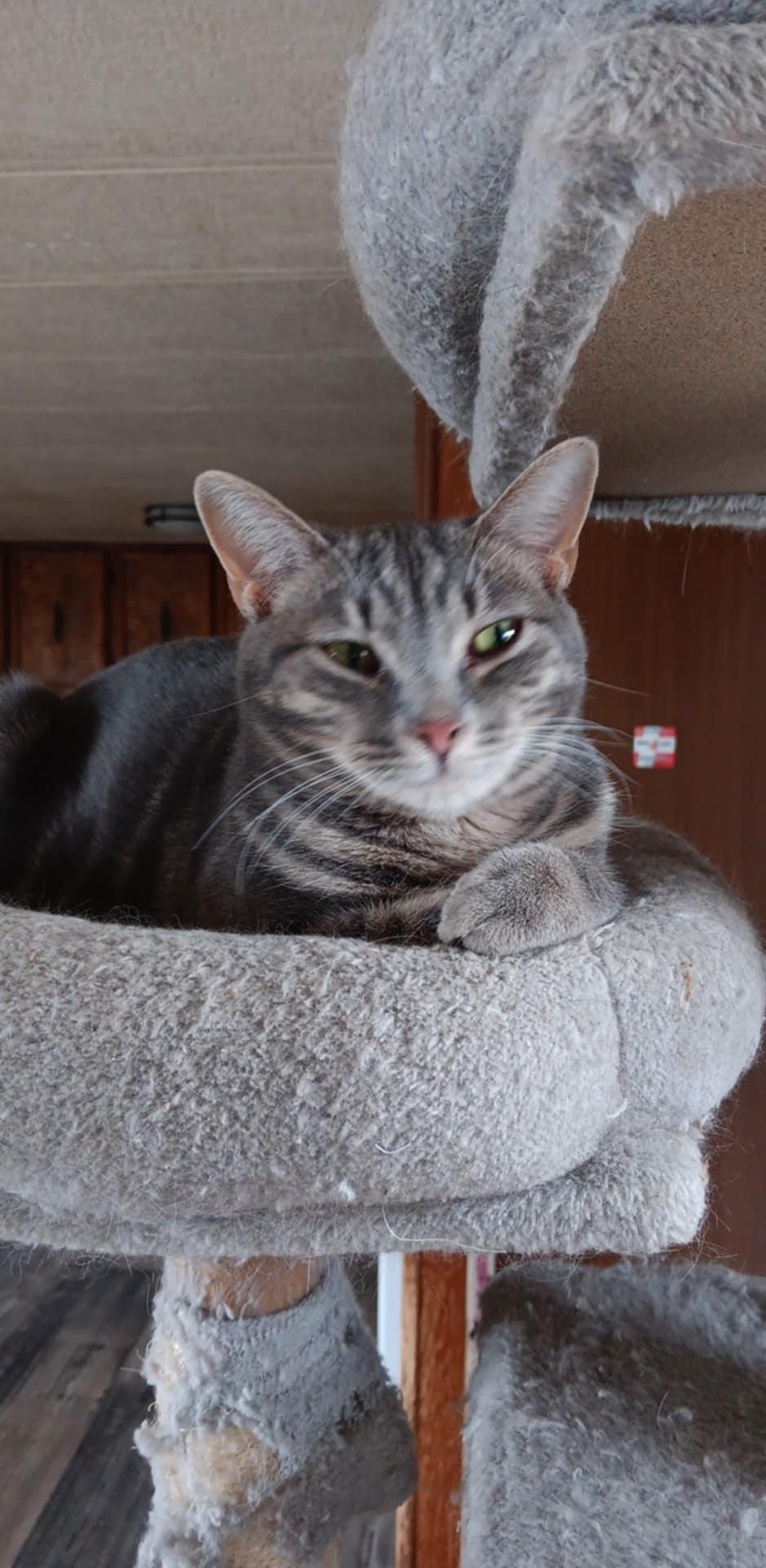 Enlarge Baby Quill, a Adoptable Tabby in Utica, MI image 2/2