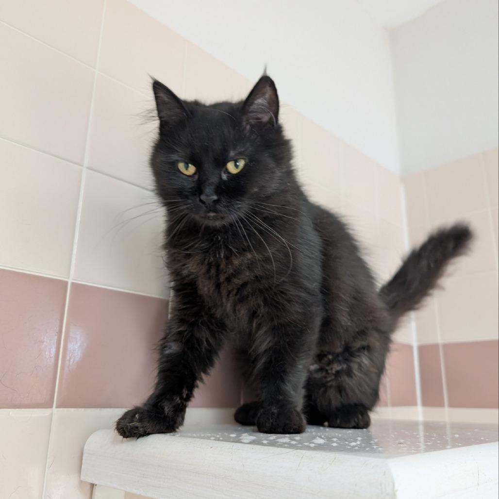 Kiiid, Adoptable, Adult Female Domestic Medium Hair.