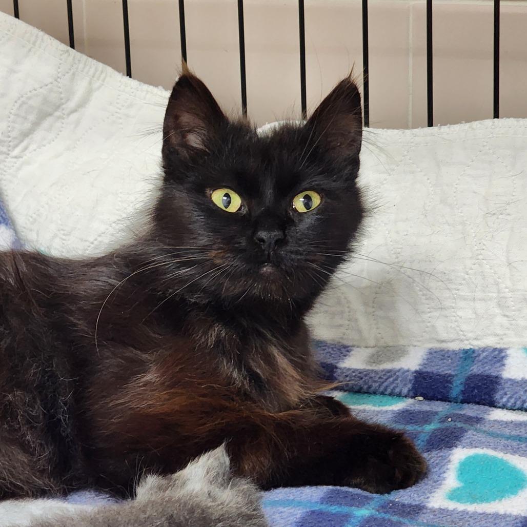 Kiiid, Adoptable, Adult Female Domestic Medium Hair.