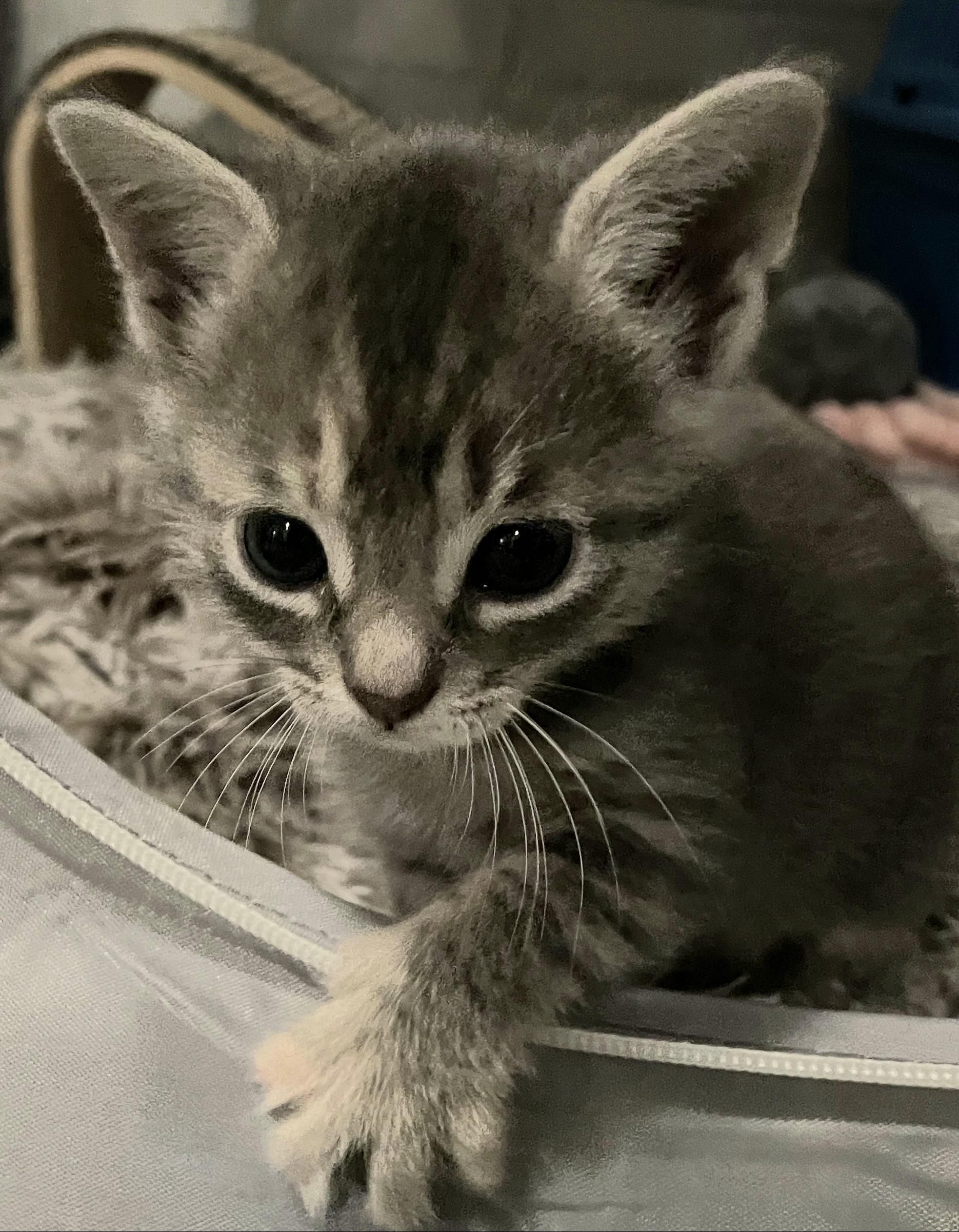 Enlarge GRETA, an adopted Tabby in Elgin, SC image 2/3