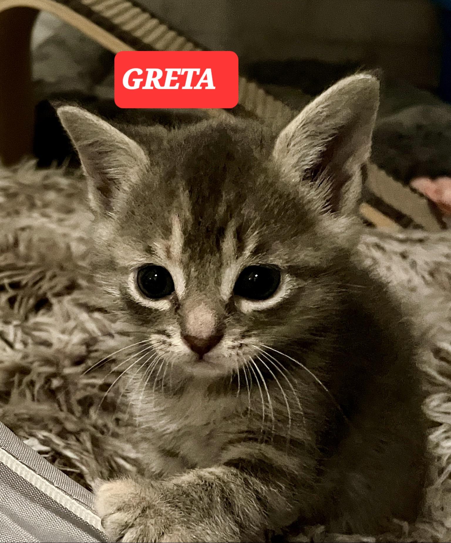 GRETA, adopted, Kitten Female Tabby.