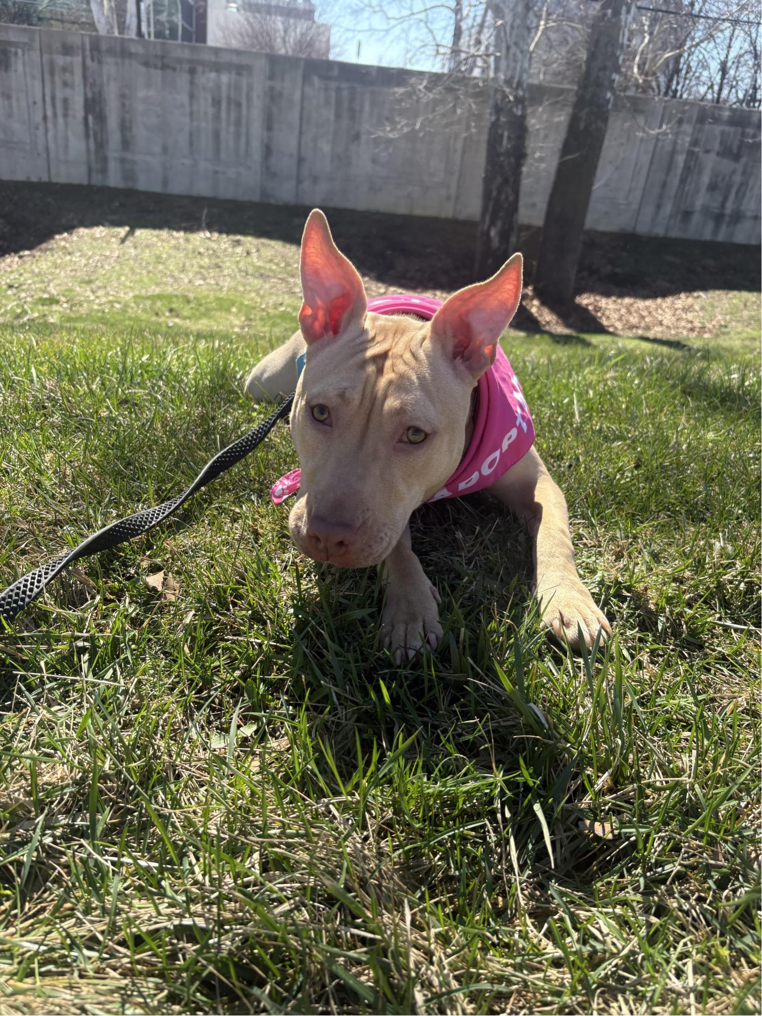 Enlarge Bing, a ADOPTABLE mixed breed in Columbus, OH image 4/6