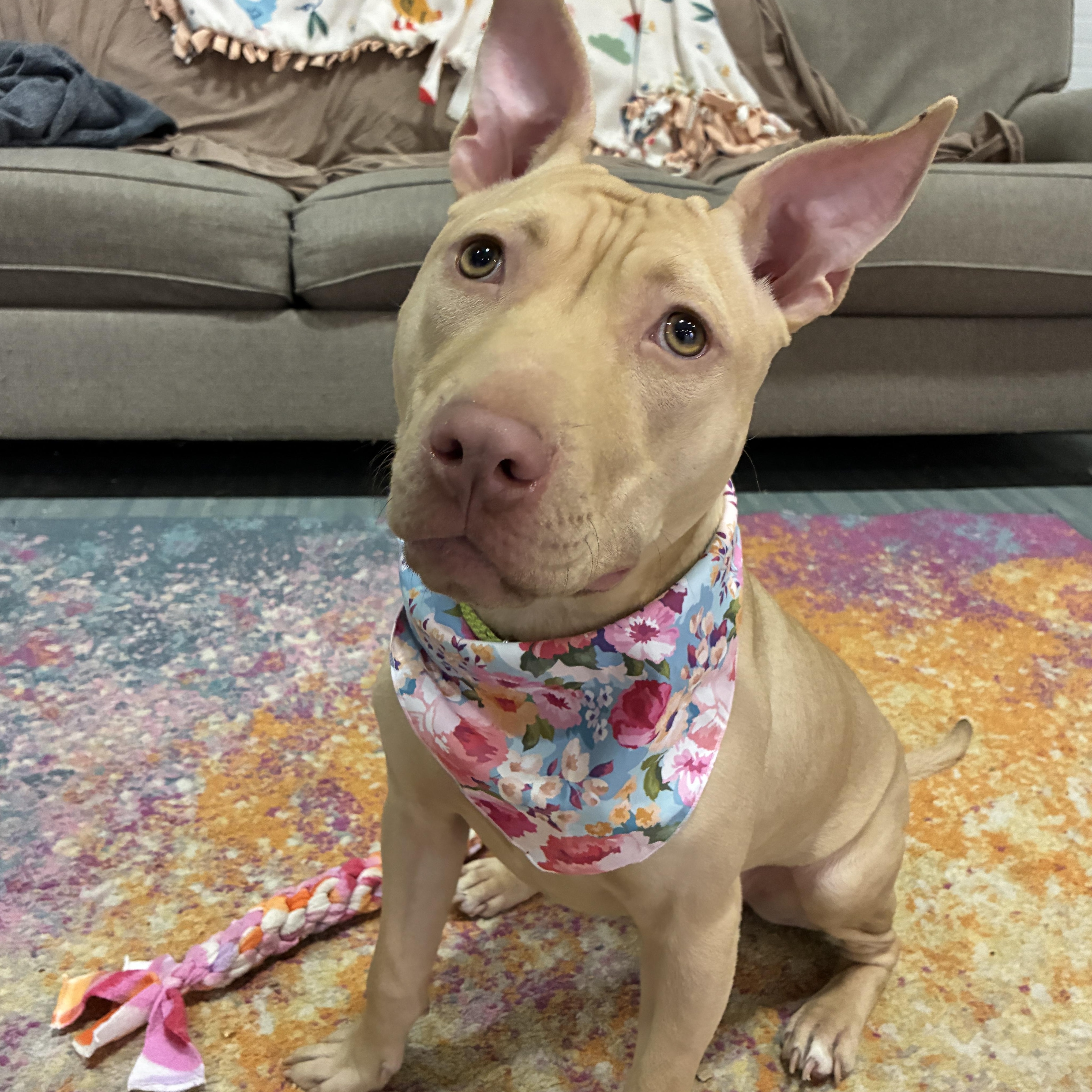 Bing, ADOPTABLE, Young Female Mixed Breed.