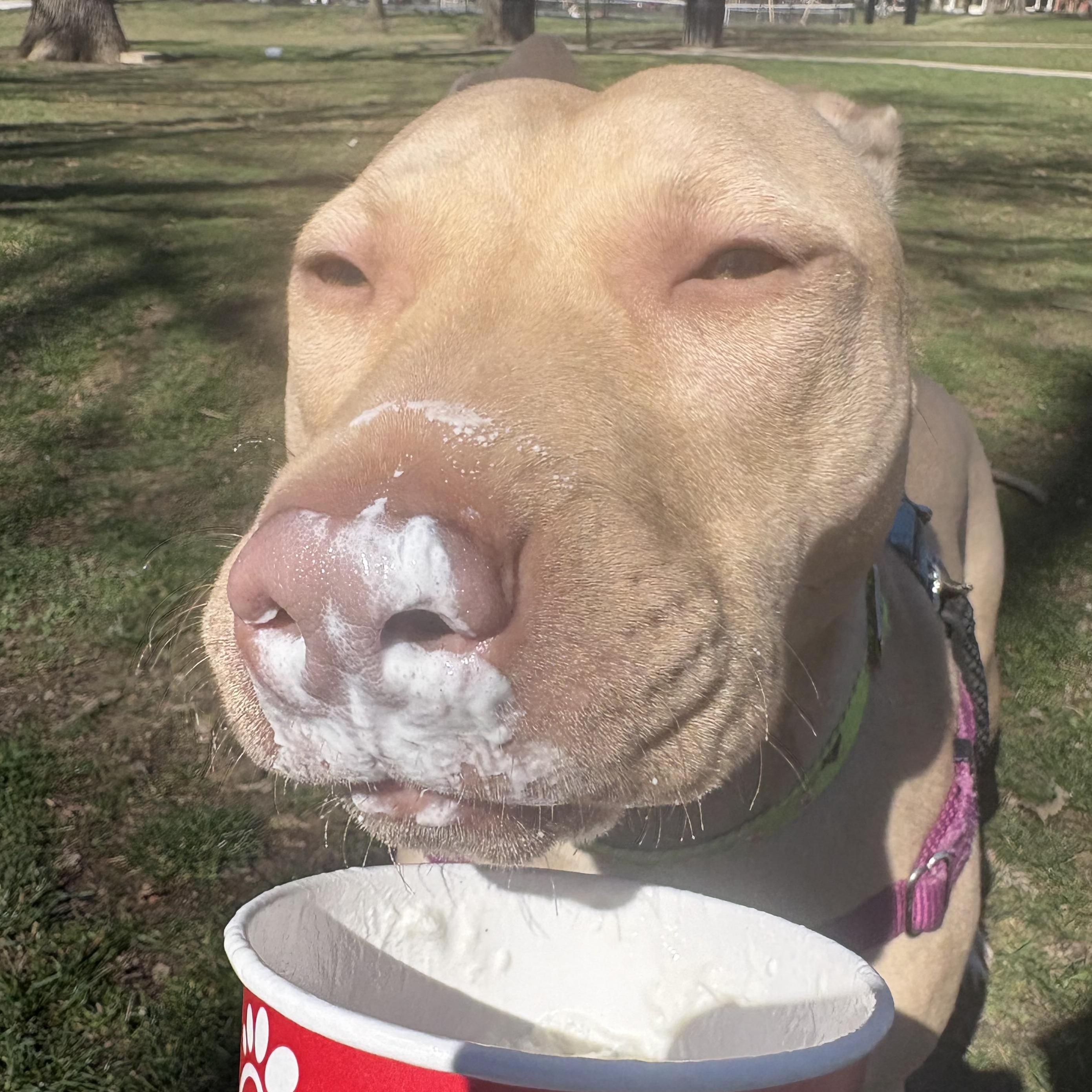 Enlarge Bing, a ADOPTABLE mixed breed in Columbus, OH image 5/6