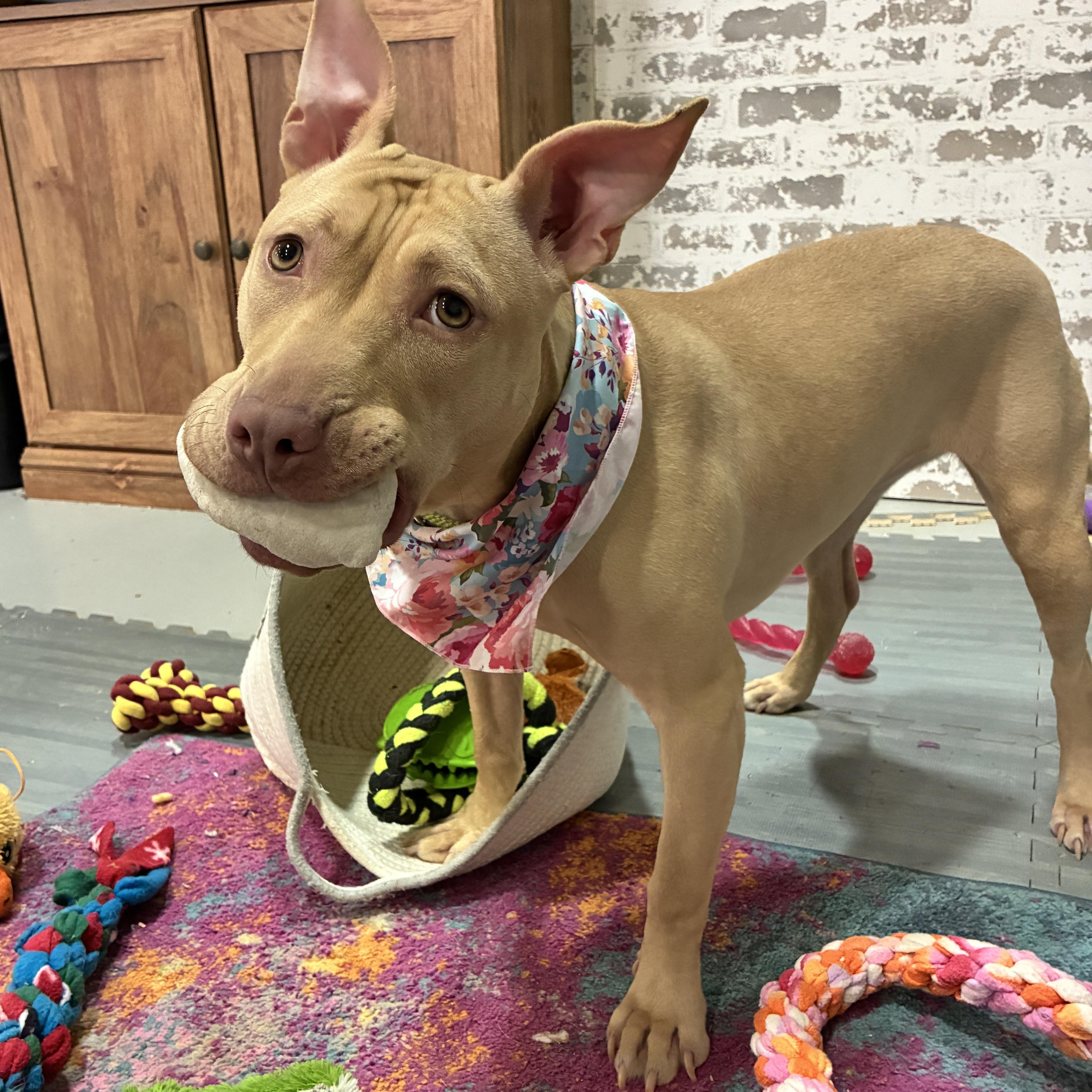 Enlarge Bing, a ADOPTABLE mixed breed in Columbus, OH image 3/6