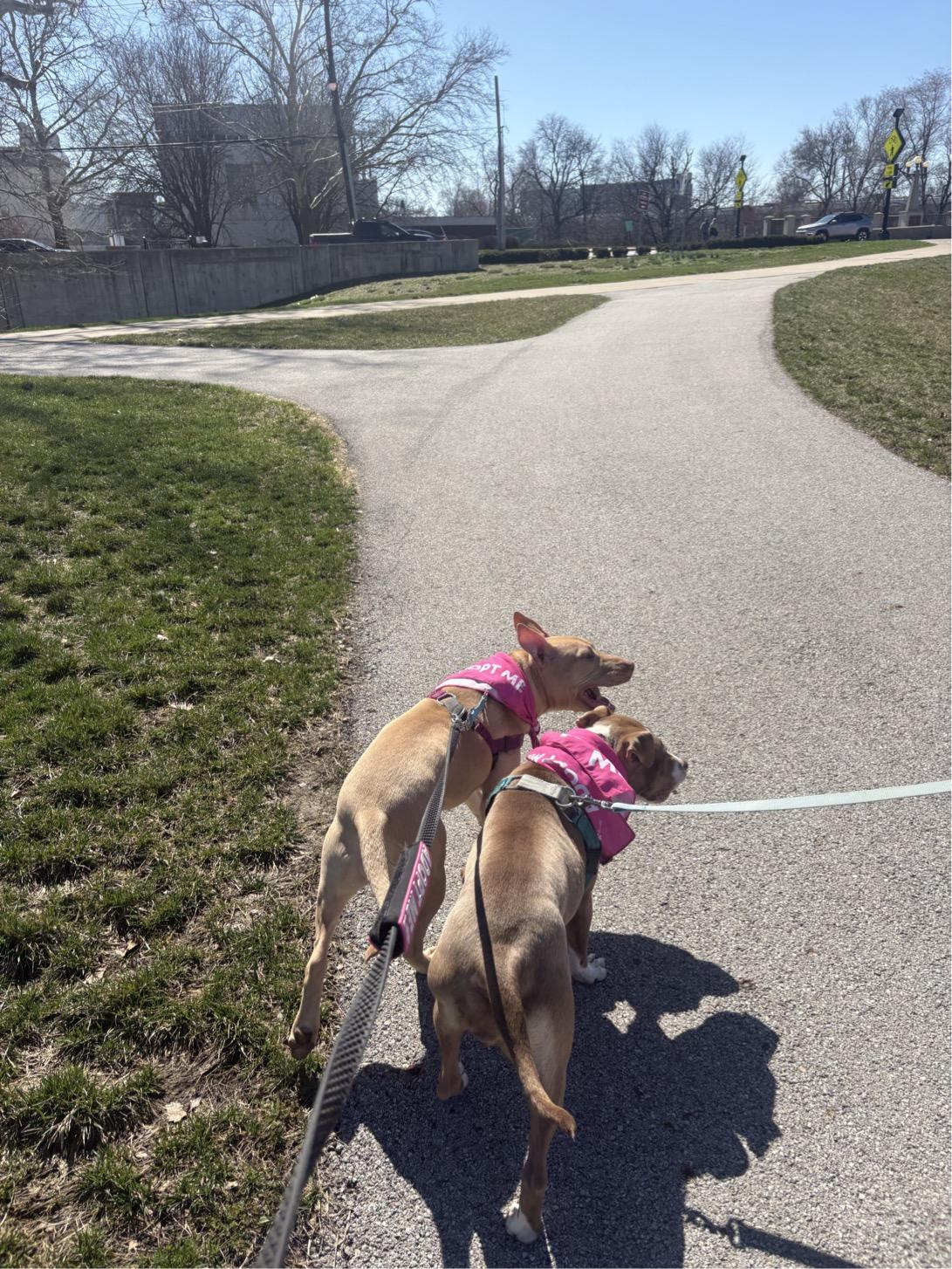 Enlarge Bing, a ADOPTABLE mixed breed in Columbus, OH image 2/6