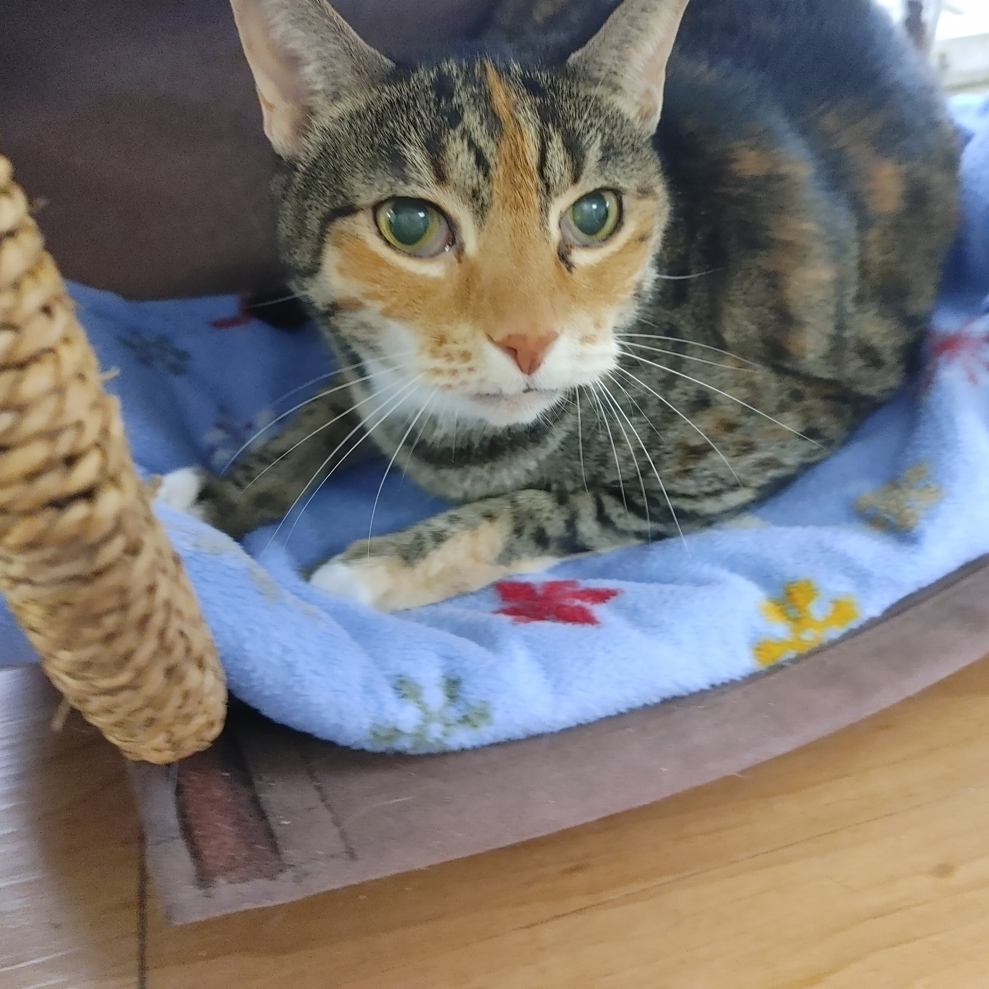 Enlarge Jazzy Jo, a Adoptable Torbie in Fort Lauderdale, FL image 1/12
