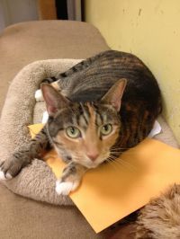 Enlarge Jazzy Jo, a Adoptable Torbie in Fort Lauderdale, FL image 2/12