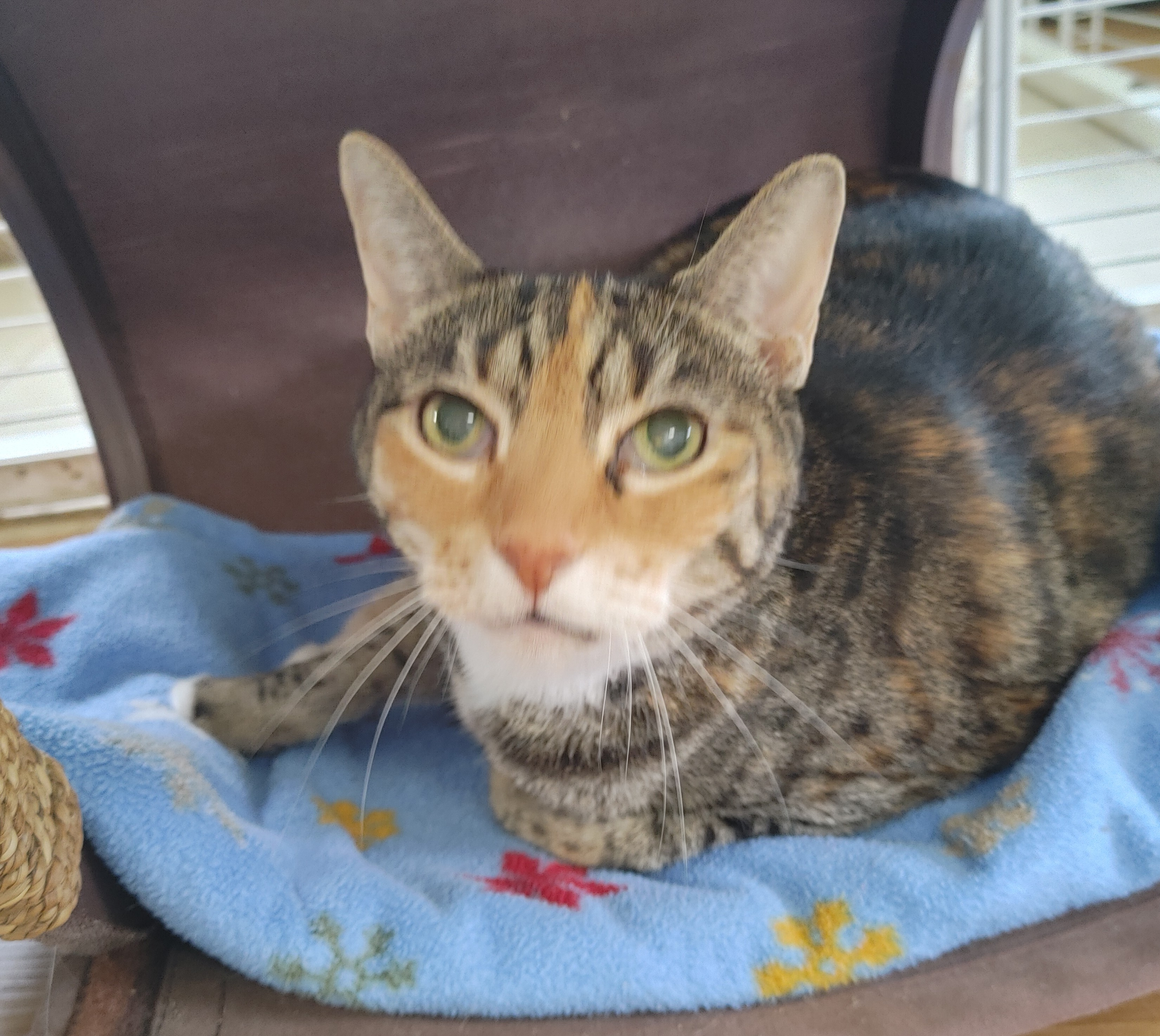 Enlarge Jazzy Jo, a Adoptable Torbie in Fort Lauderdale, FL image 3/12