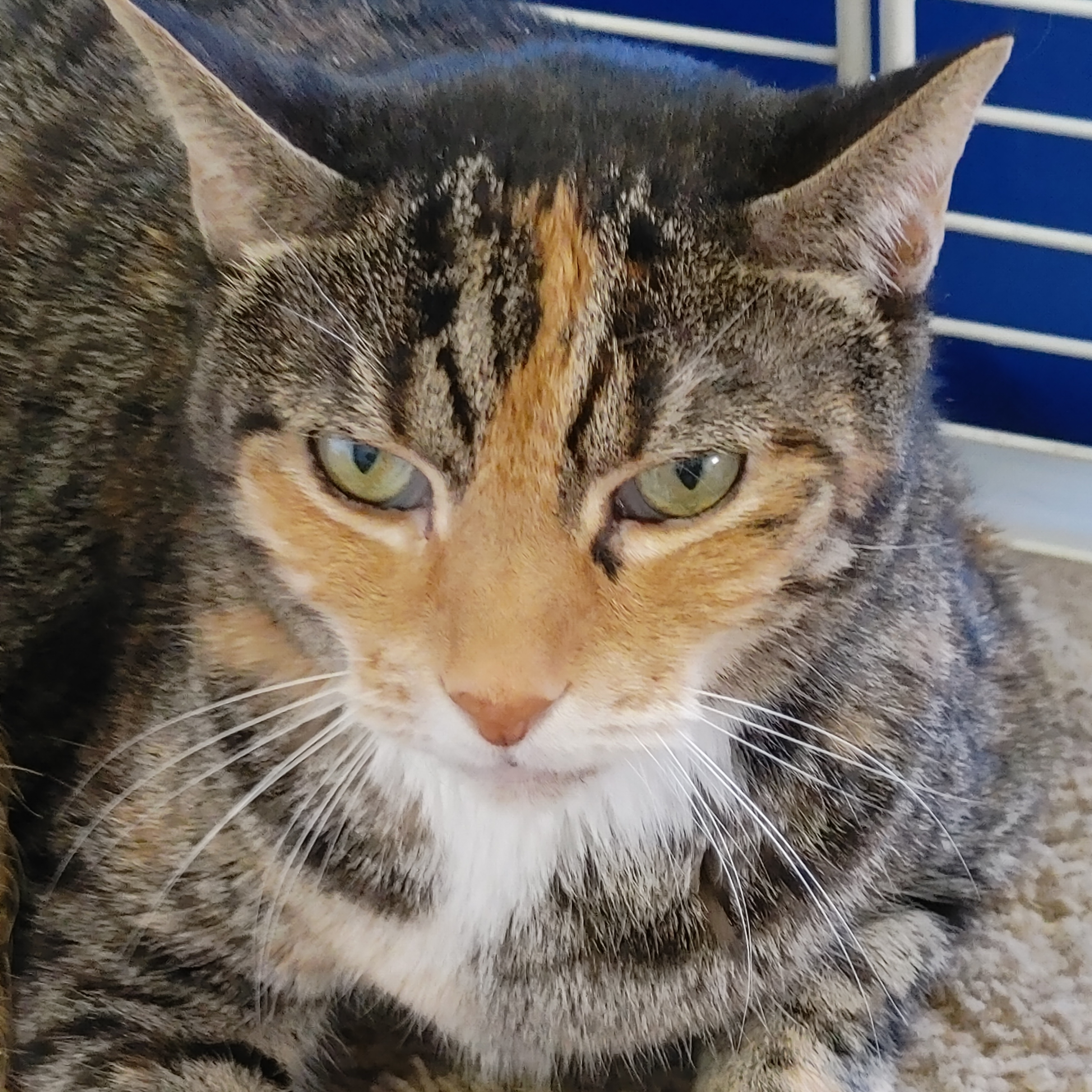 Enlarge Jazzy Jo, a Adoptable Torbie in Fort Lauderdale, FL image 4/12