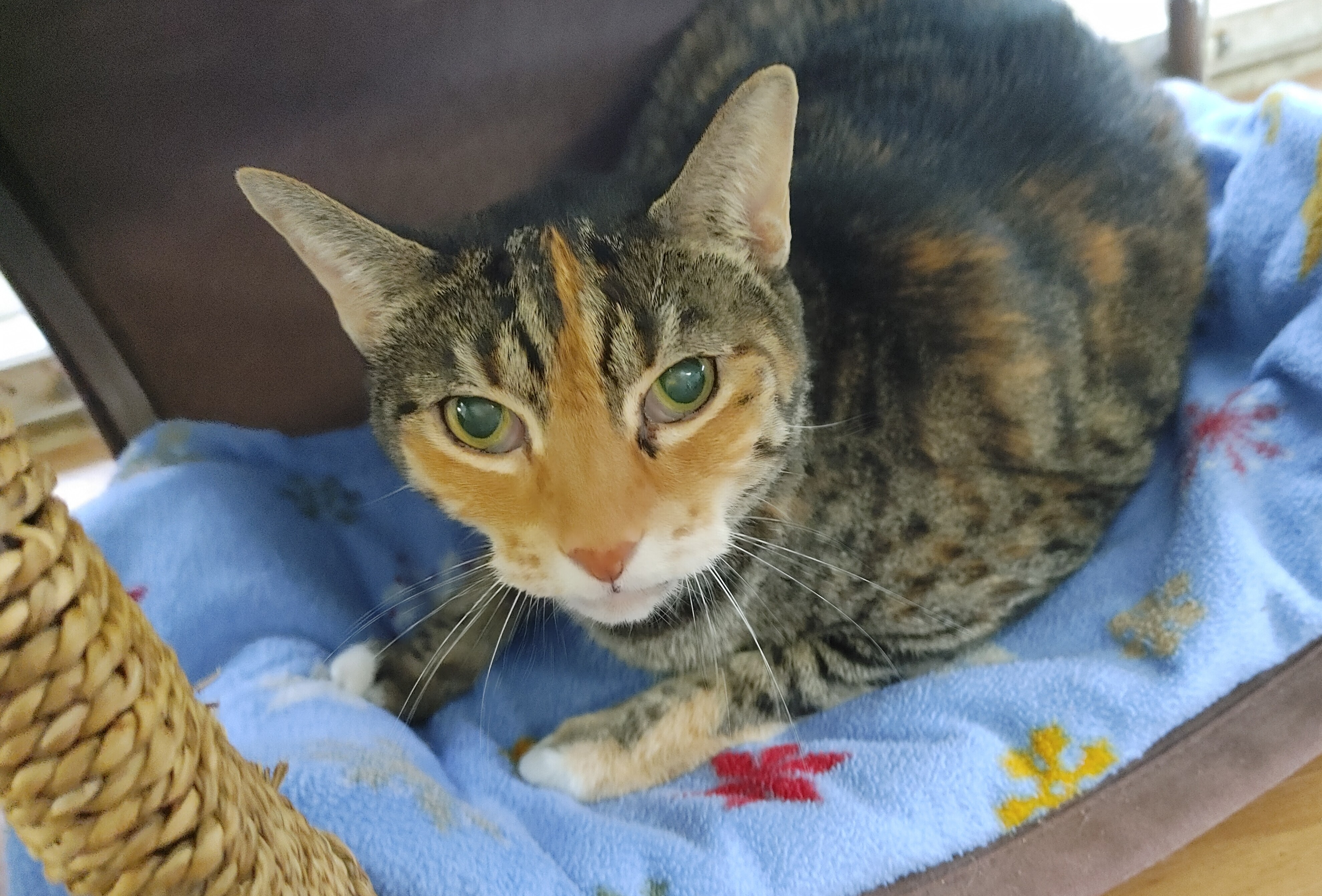 Enlarge Jazzy Jo, a Adoptable Torbie in Fort Lauderdale, FL image 5/12