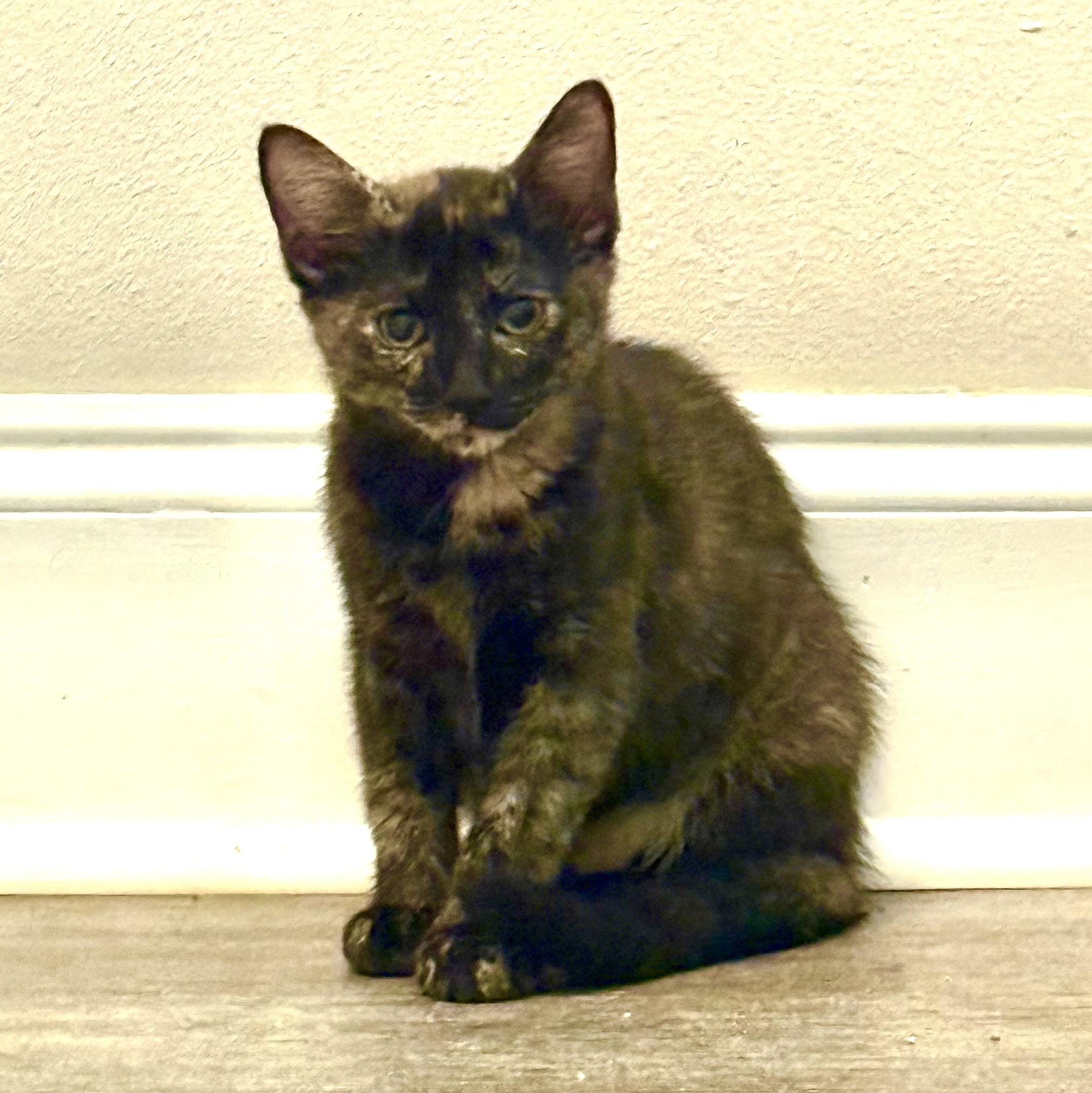 Sparrow, a Adopted Domestic Short Hair in Baton Rouge, LA image 1/6