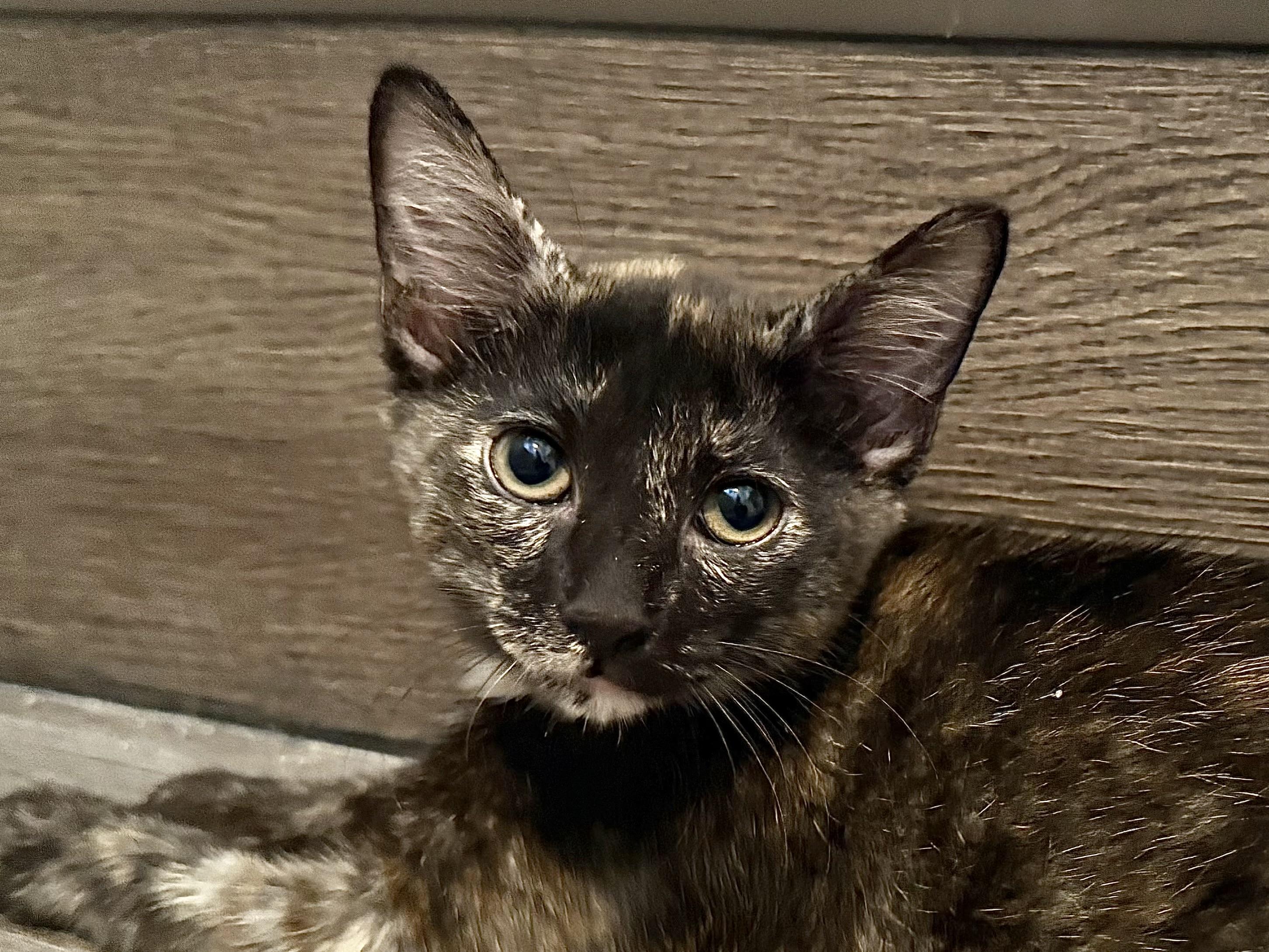 Sparrow, Adopted, Kitten Female Domestic Short Hair.