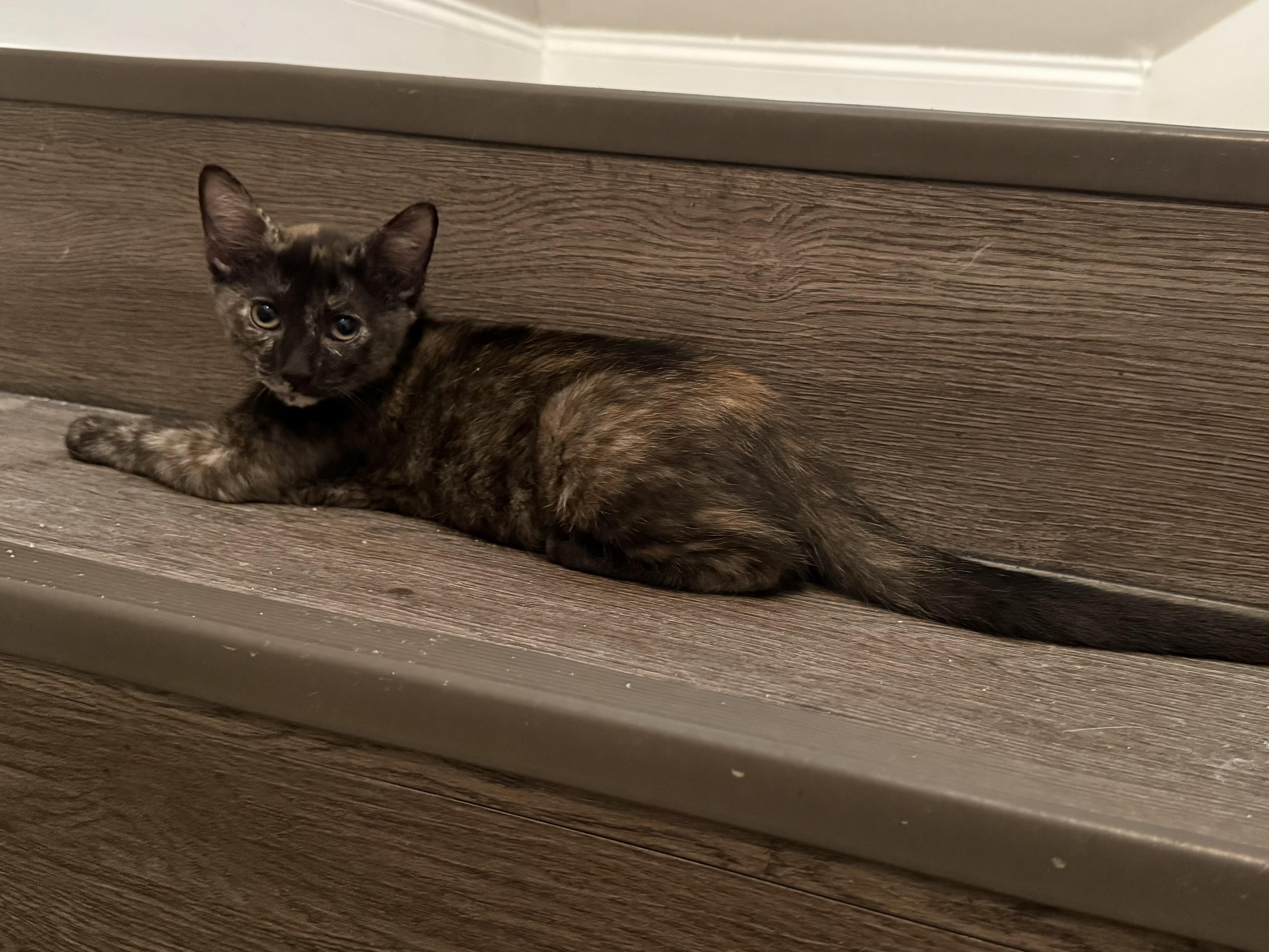 Sparrow, a Adopted Domestic Short Hair in Baton Rouge, LA image 3/6